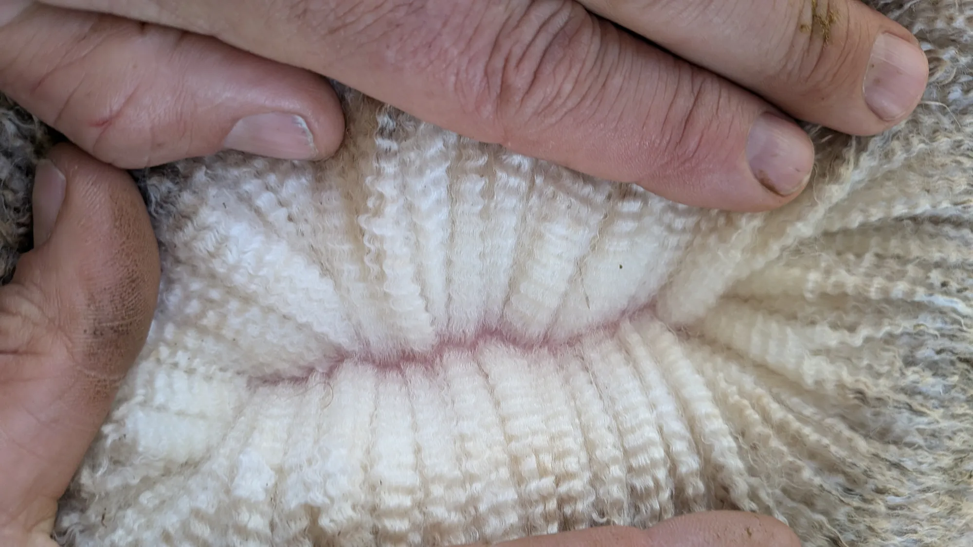 Mumblebone Lot 298, 2026 Ram Sale Merino ram