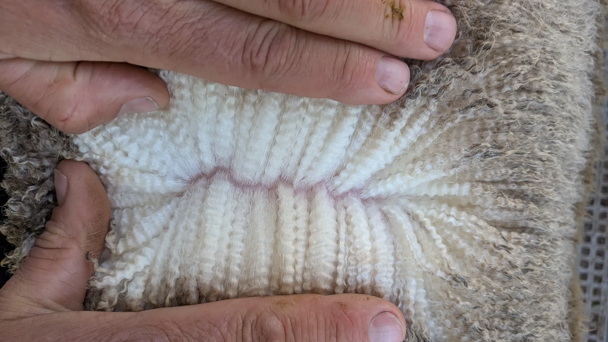 Mumblebone Lot 305, 2026 Ram Sale Merino ram