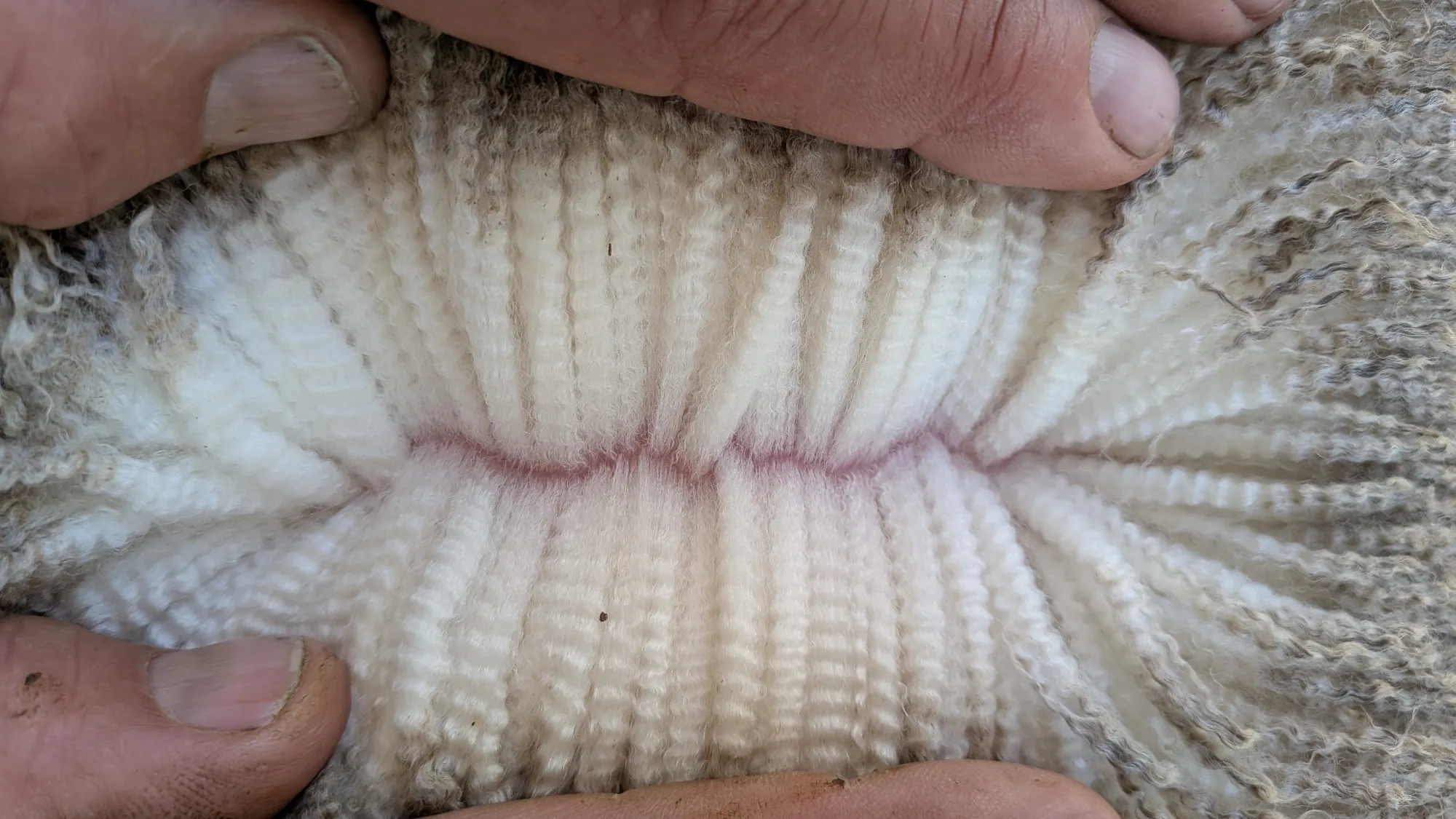 Mumblebone Lot 235, 2026 Ram Sale Merino ram