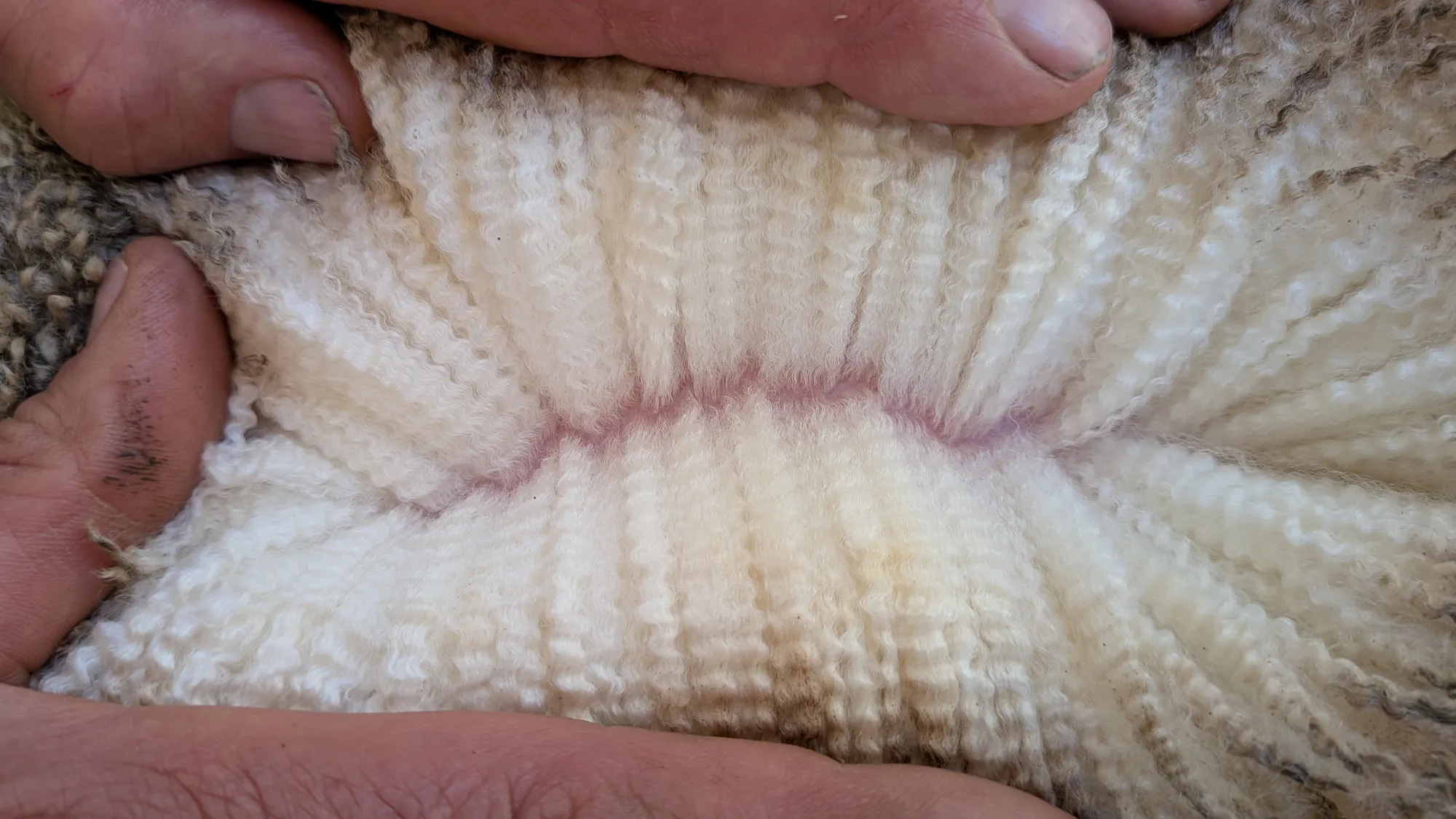 Mumblebone Lot 92, 2026 Ram Sale Merino ram