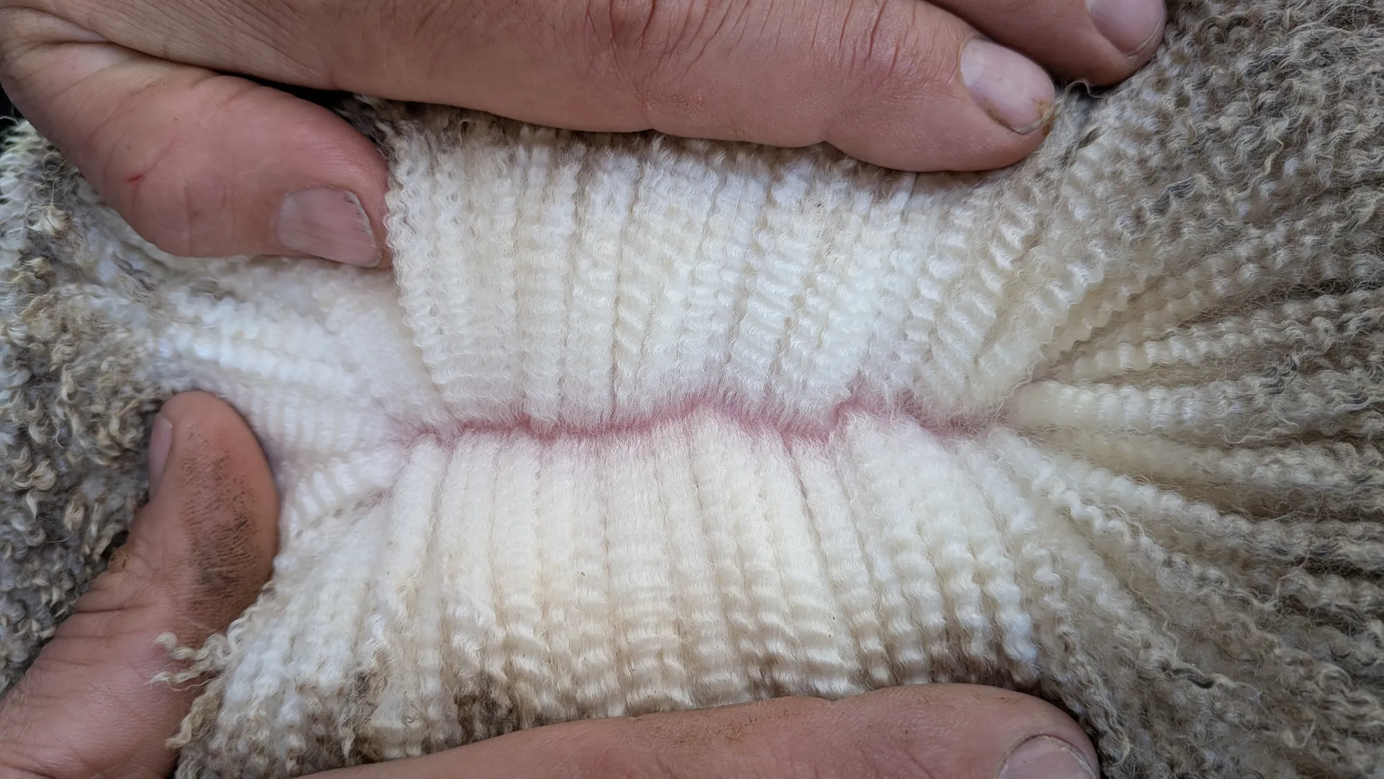 Mumblebone Lot 317, 2026 Ram Sale Merino ram
