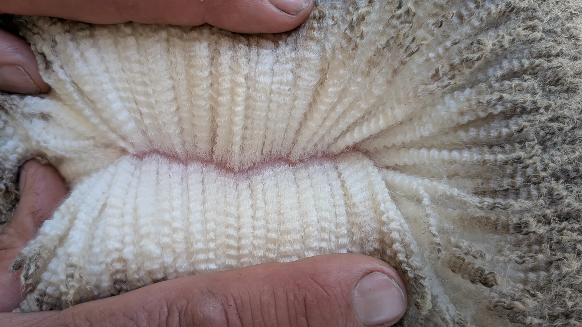 Mumblebone Lot 71, 2026 Ram Sale Merino ram
