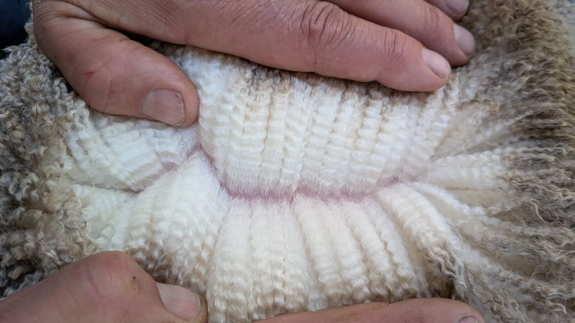 Mumblebone Lot 84, 2026 Ram Sale Merino ram