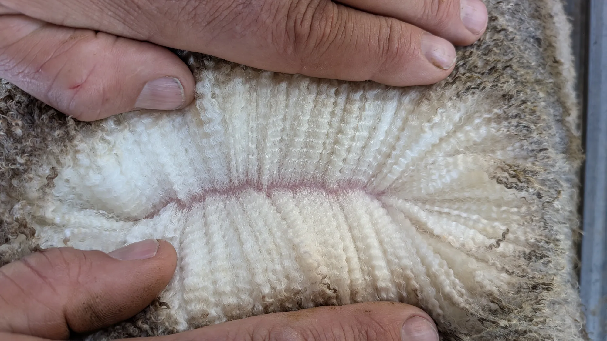 Mumblebone Lot 288, 2026 Ram Sale Merino ram