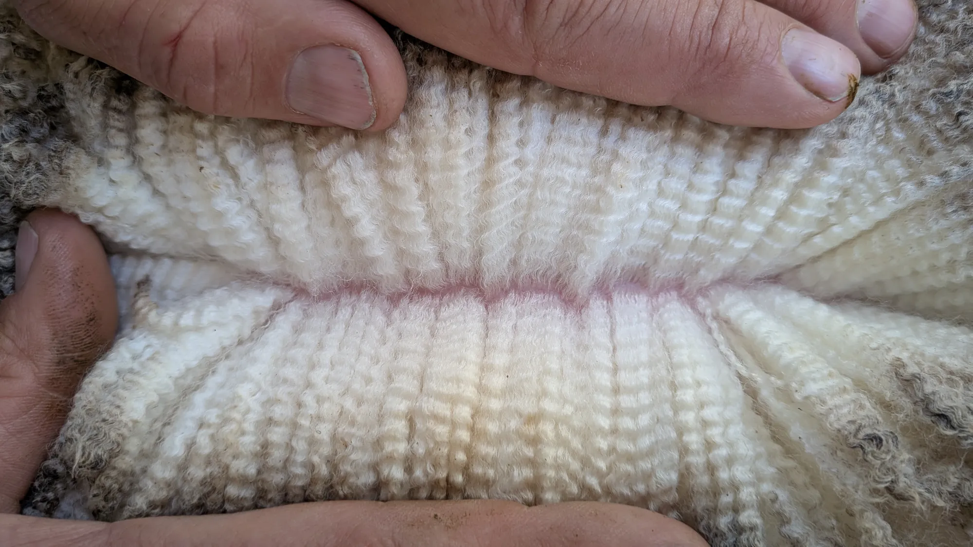 Mumblebone Lot 260, 2026 Ram Sale Merino ram