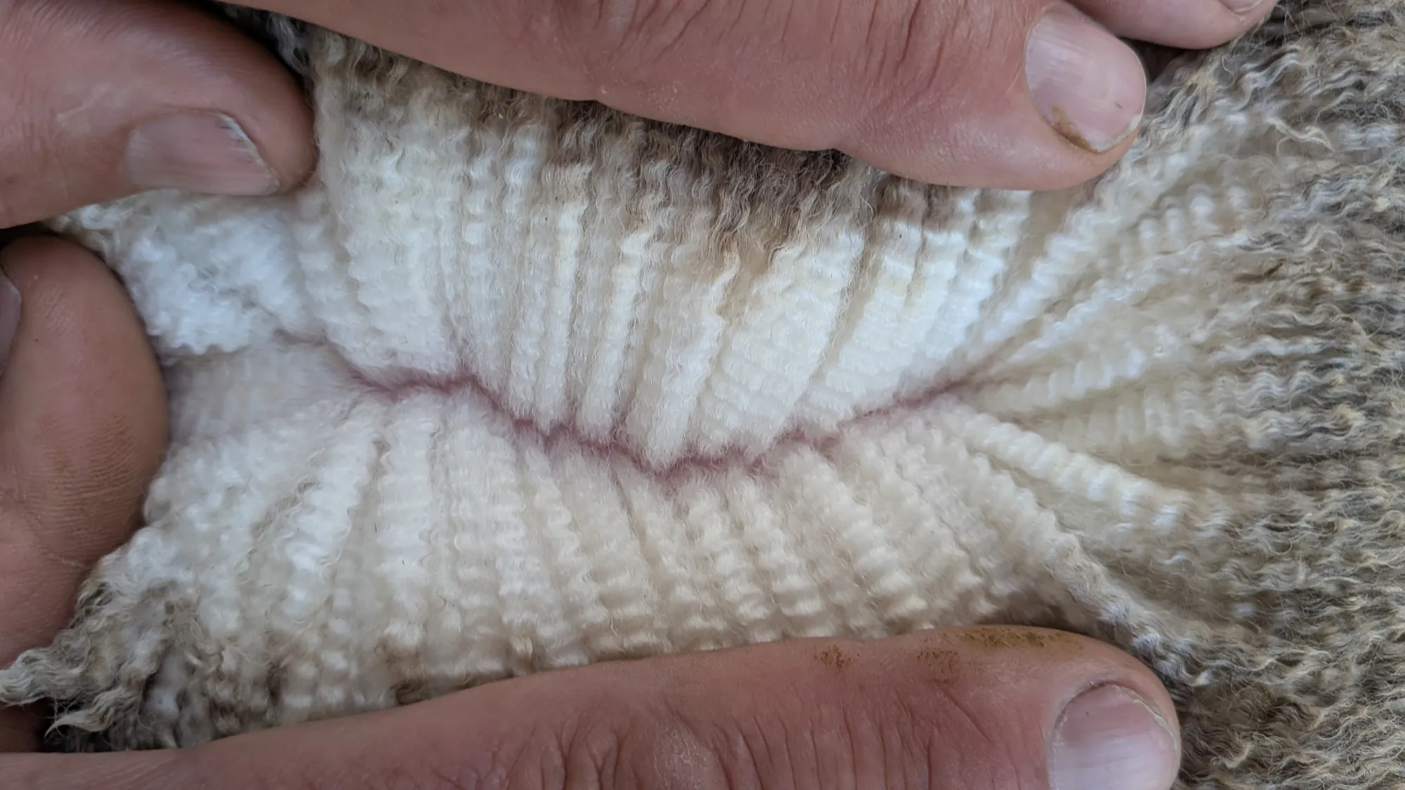 Mumblebone Lot 174, 2026 Ram Sale Merino ram