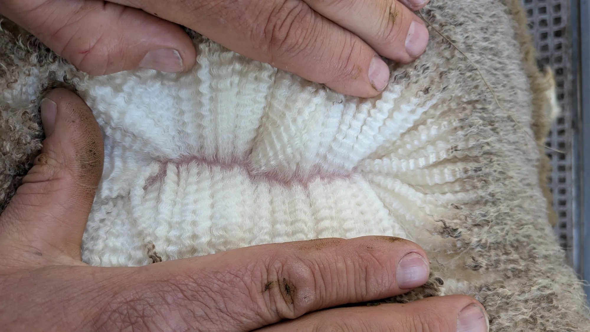 Mumblebone Lot 256, 2026 Ram Sale Merino ram