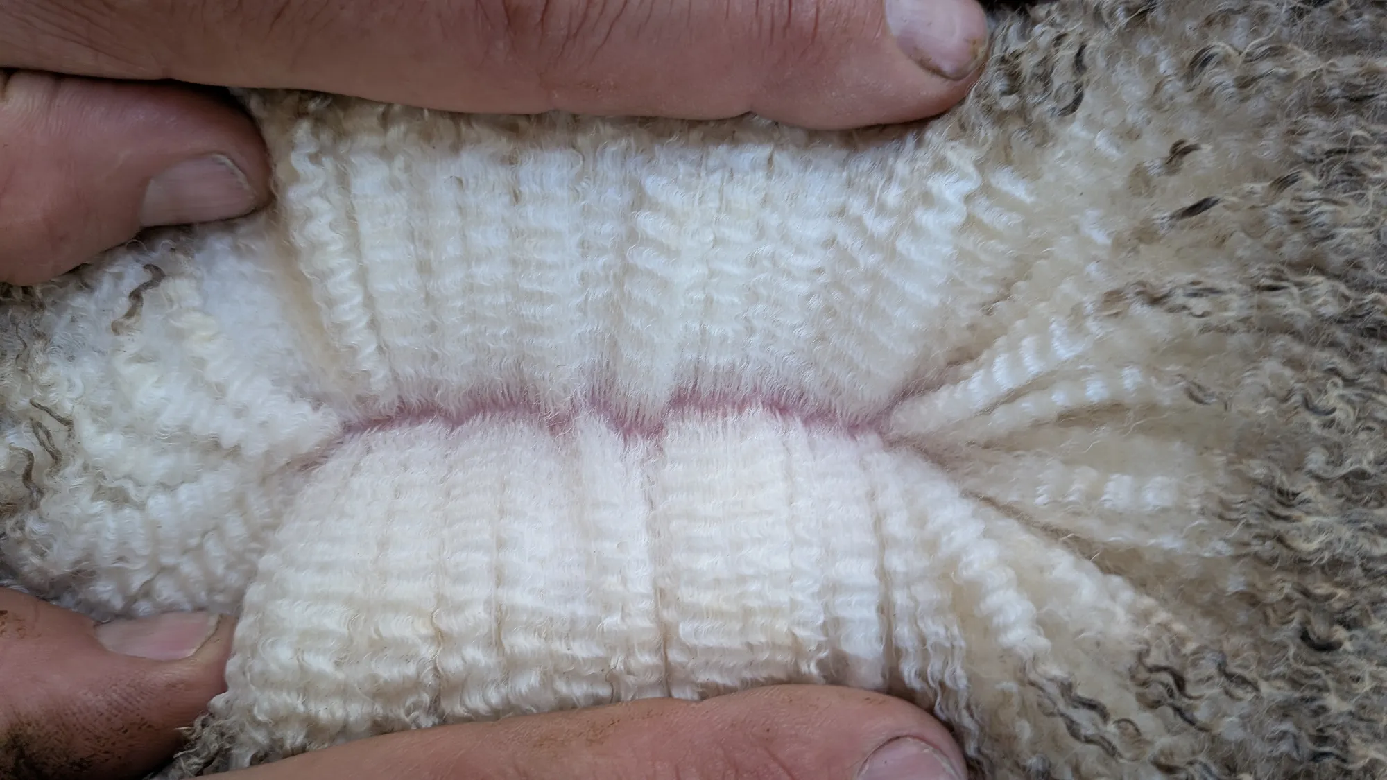 Mumblebone Lot 324, 2026 Ram Sale Merino ram