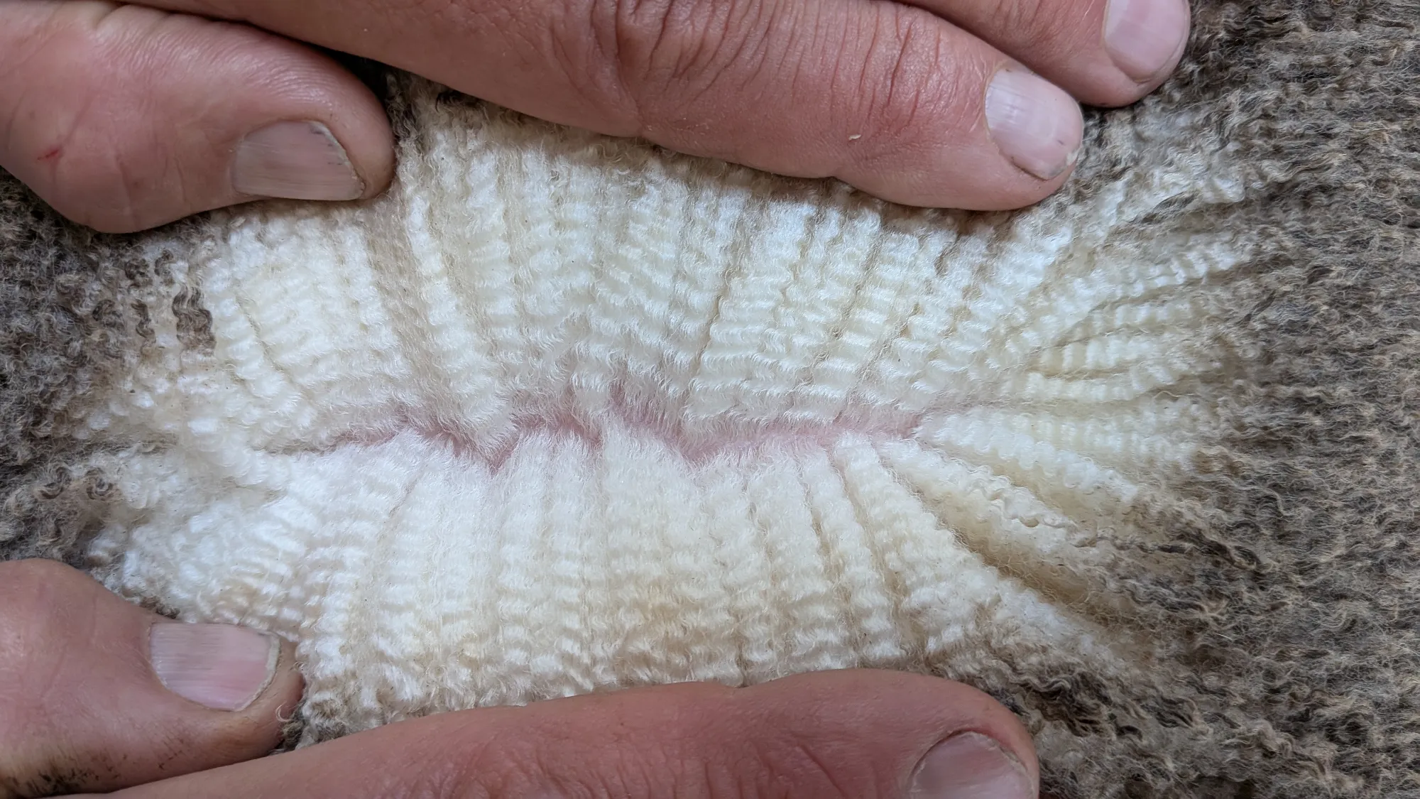 Mumblebone Lot 72, 2026 Ram Sale Merino ram