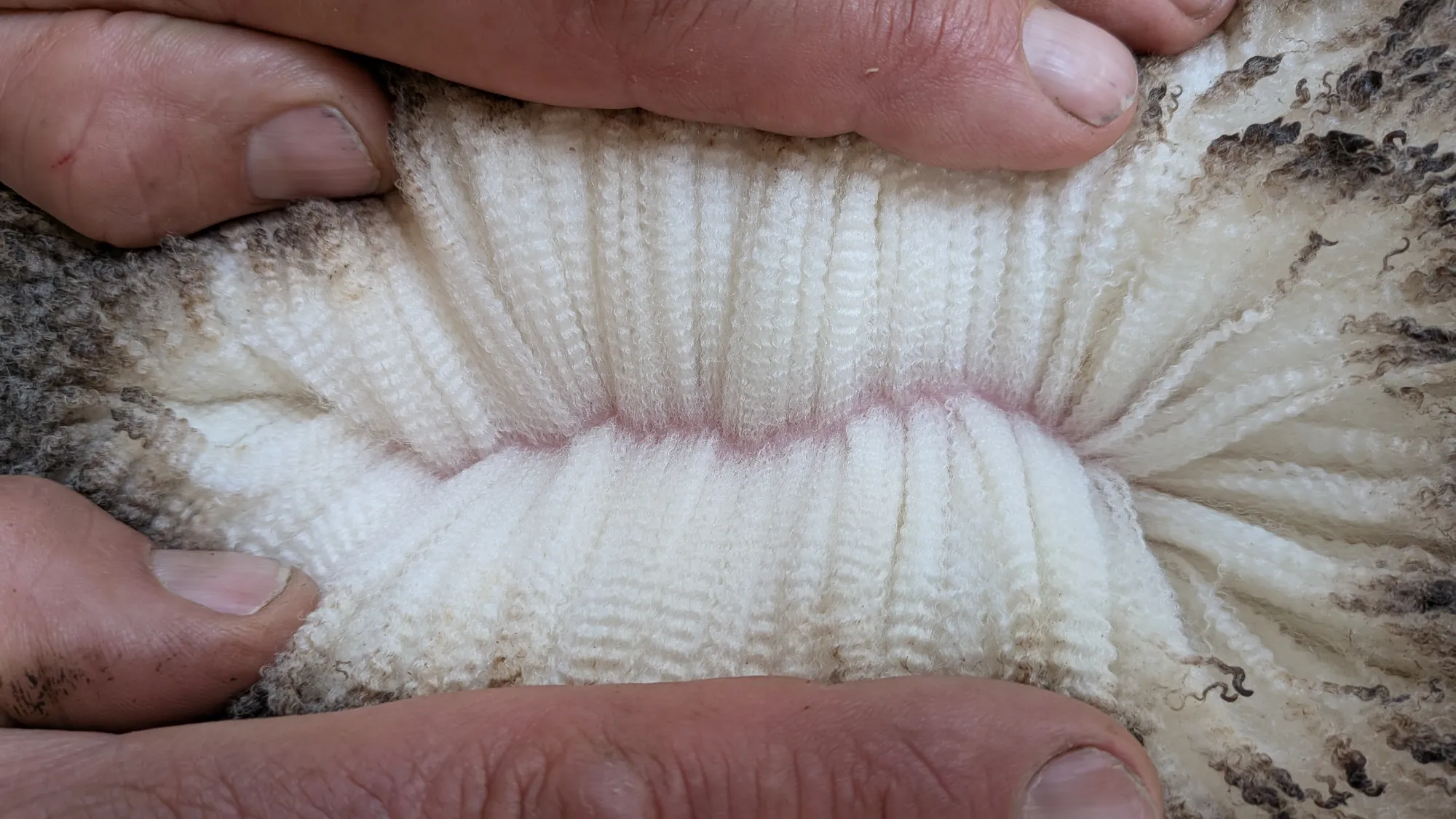 Mumblebone Lot 86, 2026 Ram Sale Merino ram
