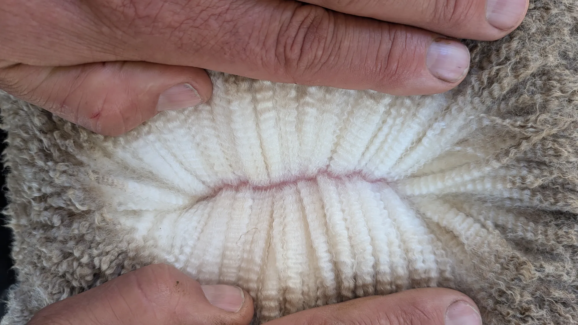 Mumblebone Lot 19, 2026 Ram Sale Merino ram