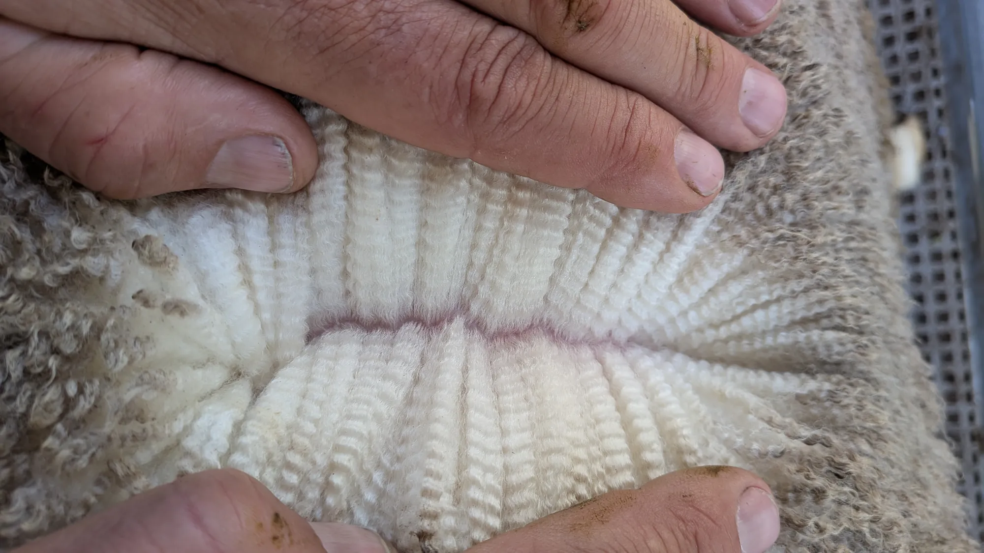 Mumblebone Lot 276, 2026 Ram Sale Merino ram