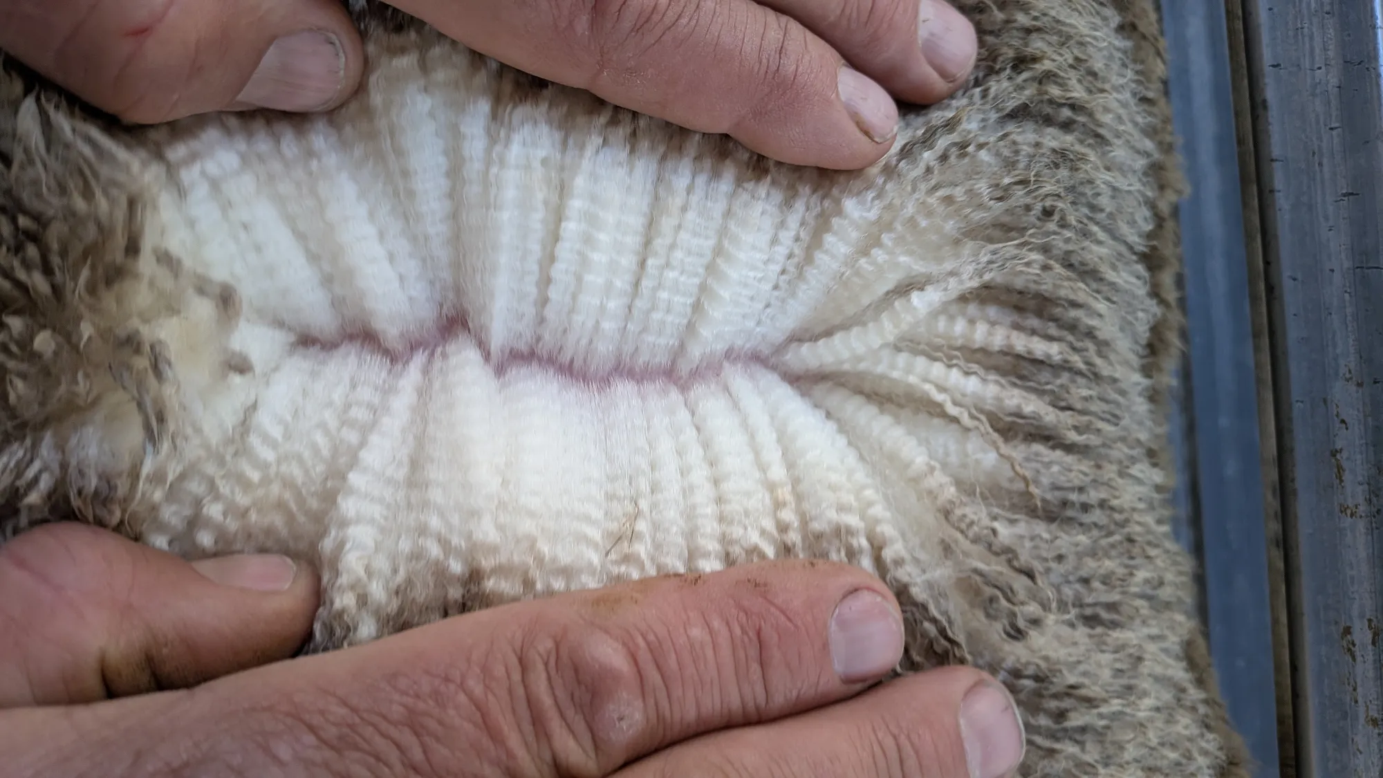 Mumblebone Lot 208, 2026 Ram Sale Merino ram