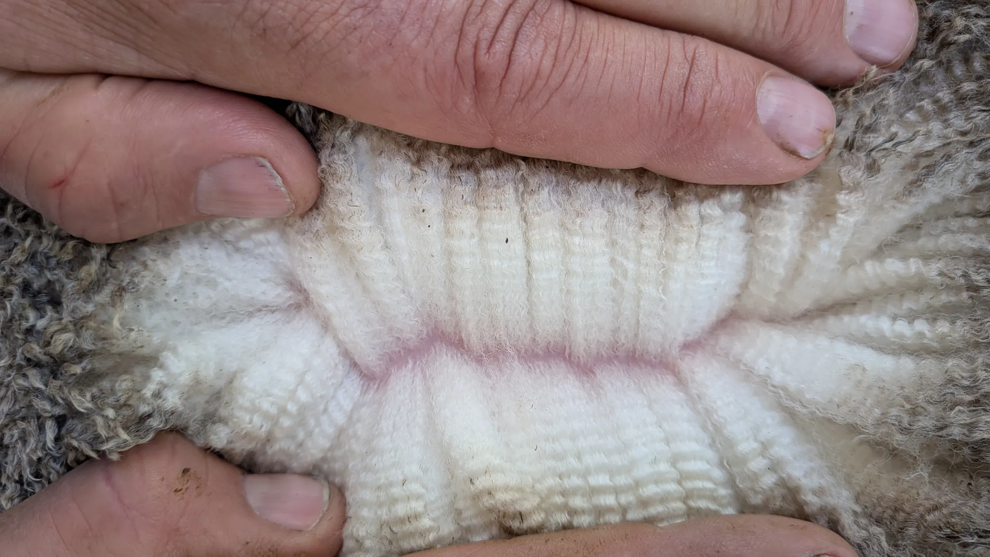 Mumblebone Lot 285, 2026 Ram Sale Merino ram