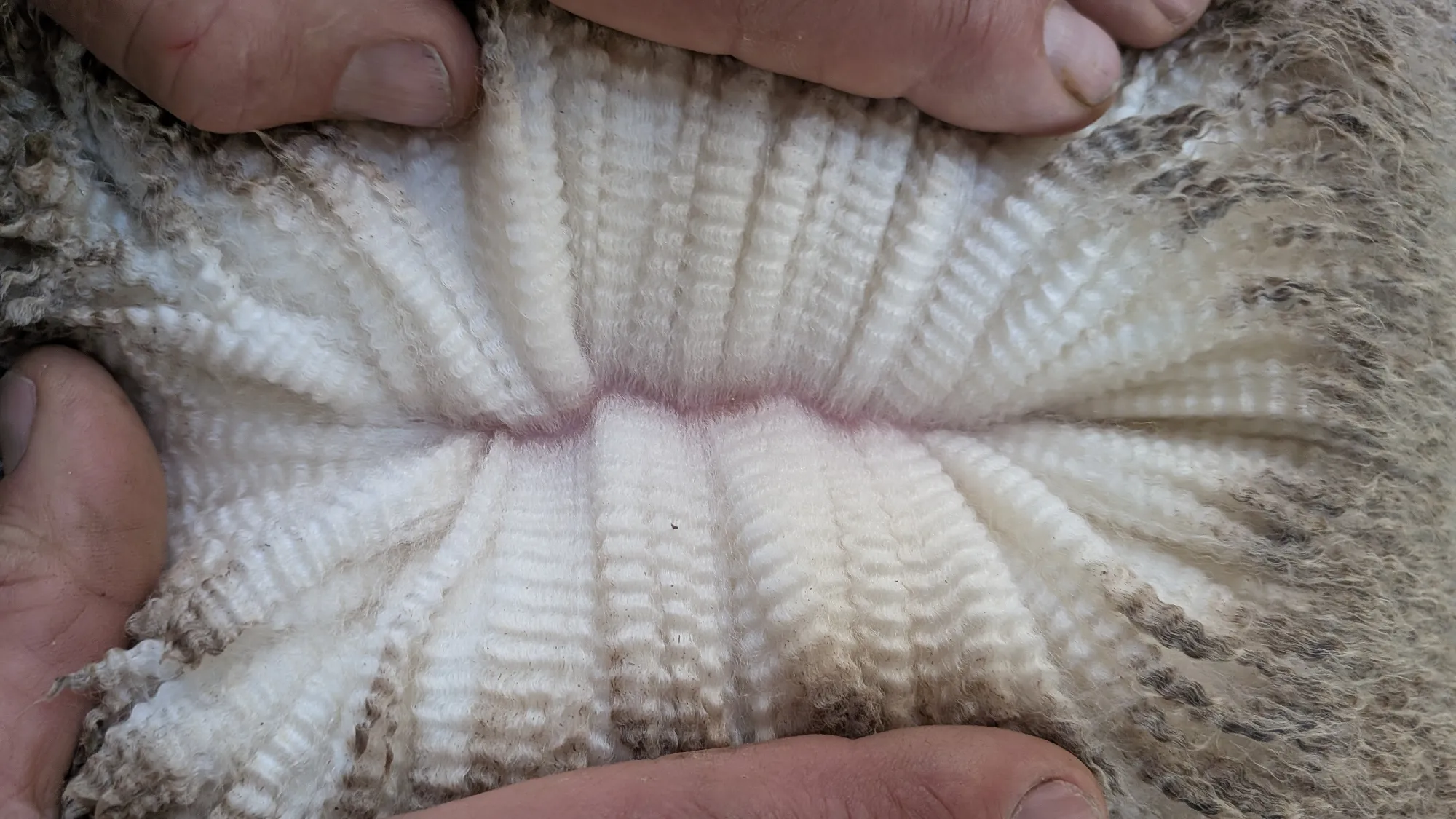 Mumblebone Lot 137, 2026 Ram Sale Merino ram