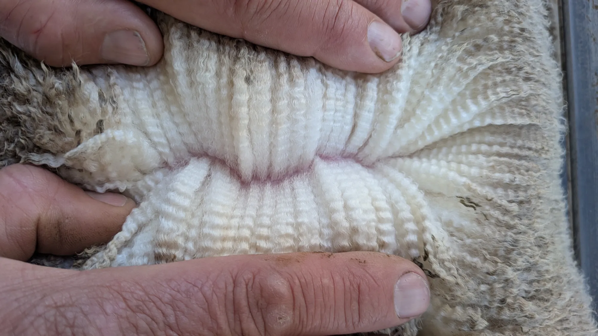 Mumblebone Lot 274, 2026 Ram Sale Merino ram