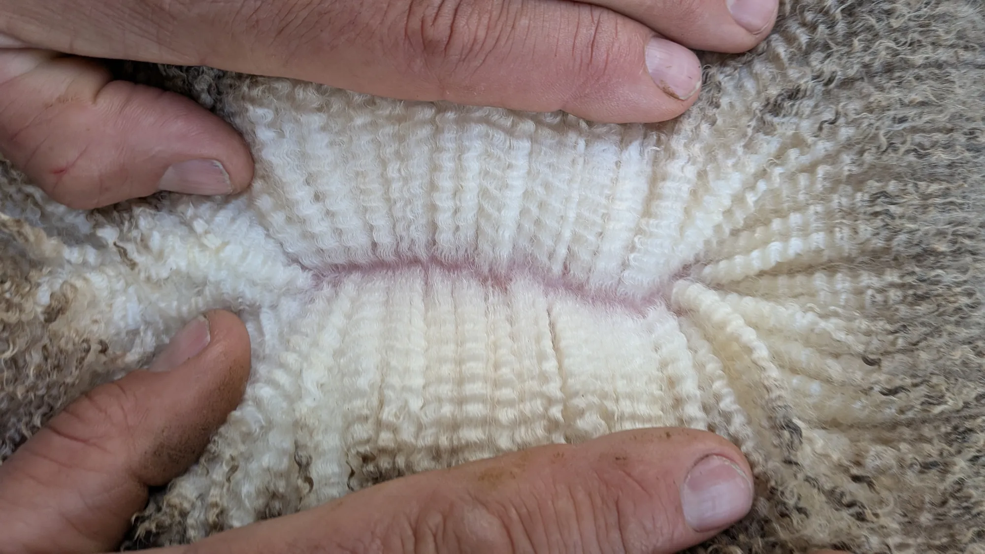 Mumblebone Lot 204, 2026 Ram Sale Merino ram
