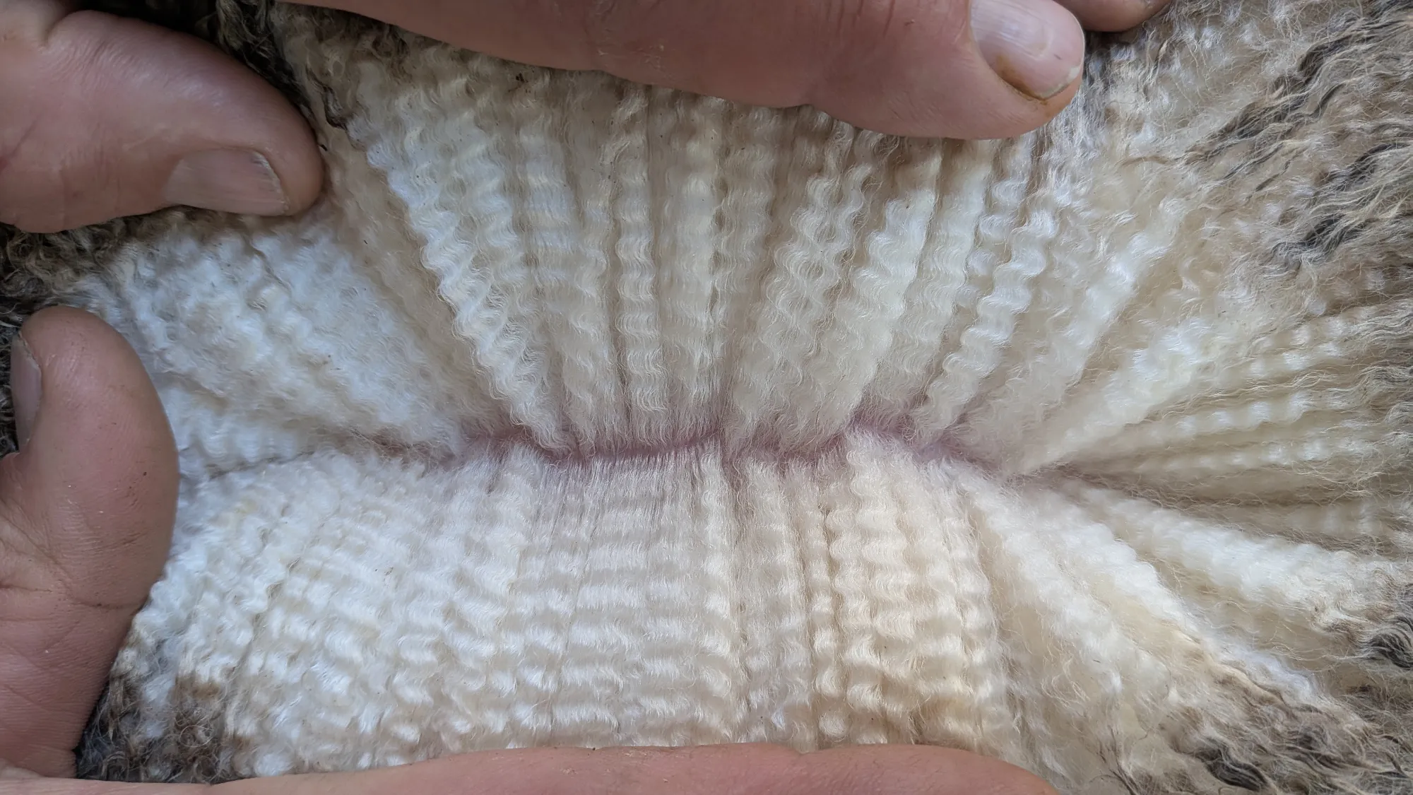 Mumblebone Lot 187, 2026 Ram Sale Merino ram