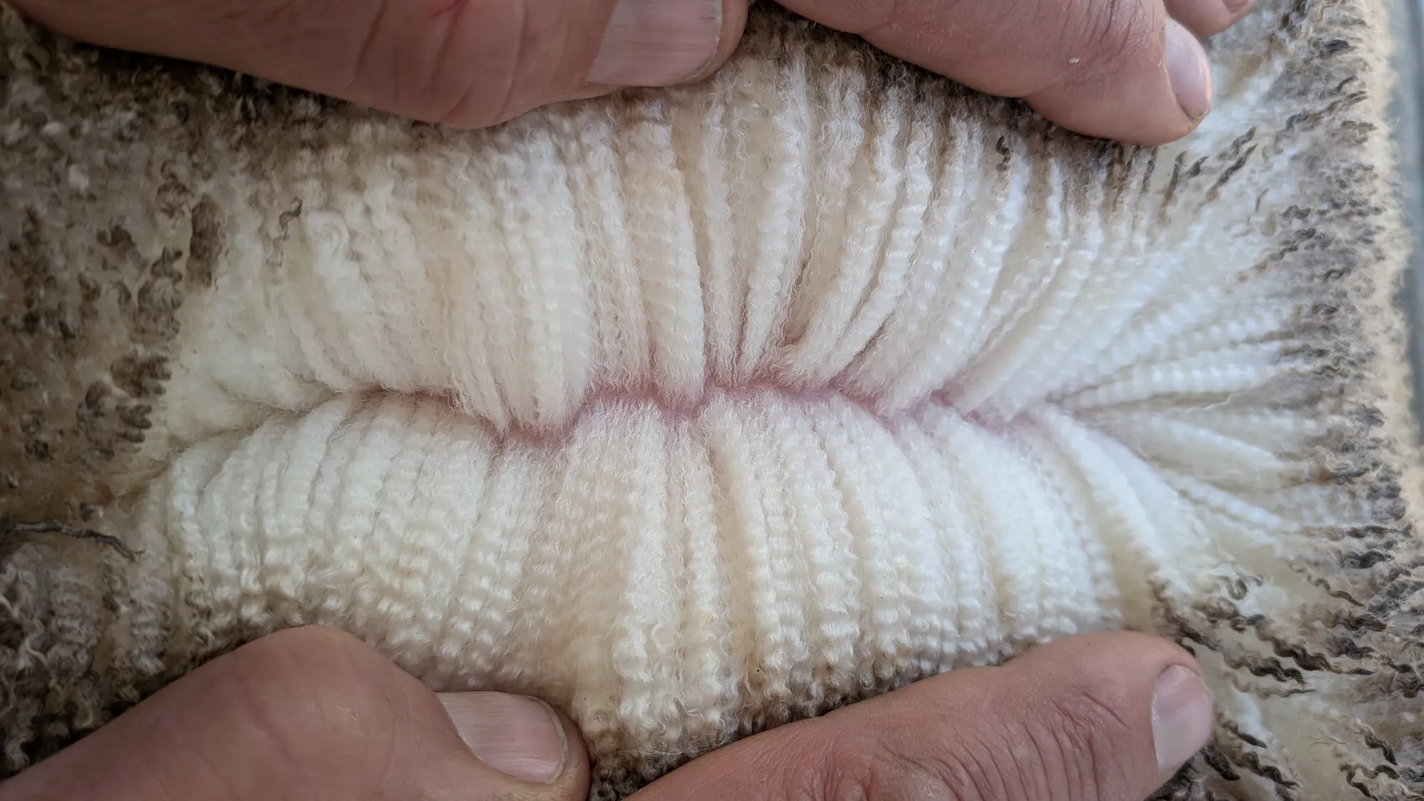 Mumblebone Lot 36, 2026 Ram Sale Merino ram