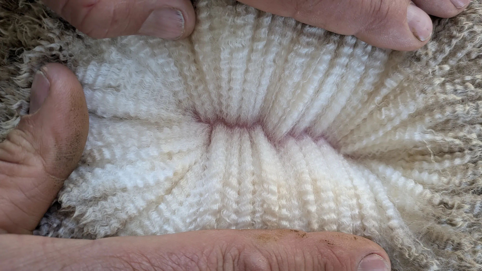 Mumblebone Lot 316, 2026 Ram Sale Merino ram
