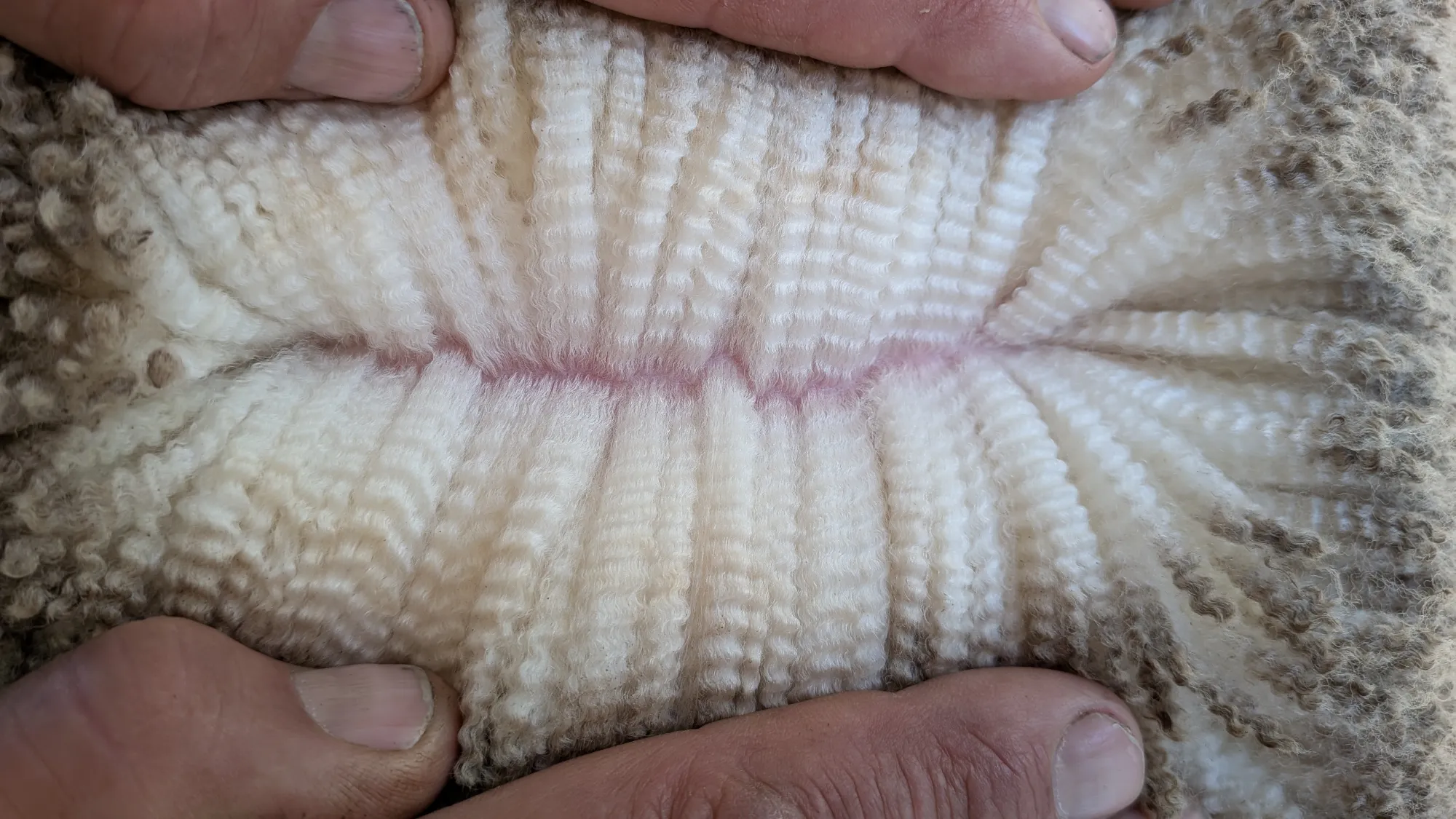 Mumblebone Lot 60, 2026 Ram Sale Merino ram