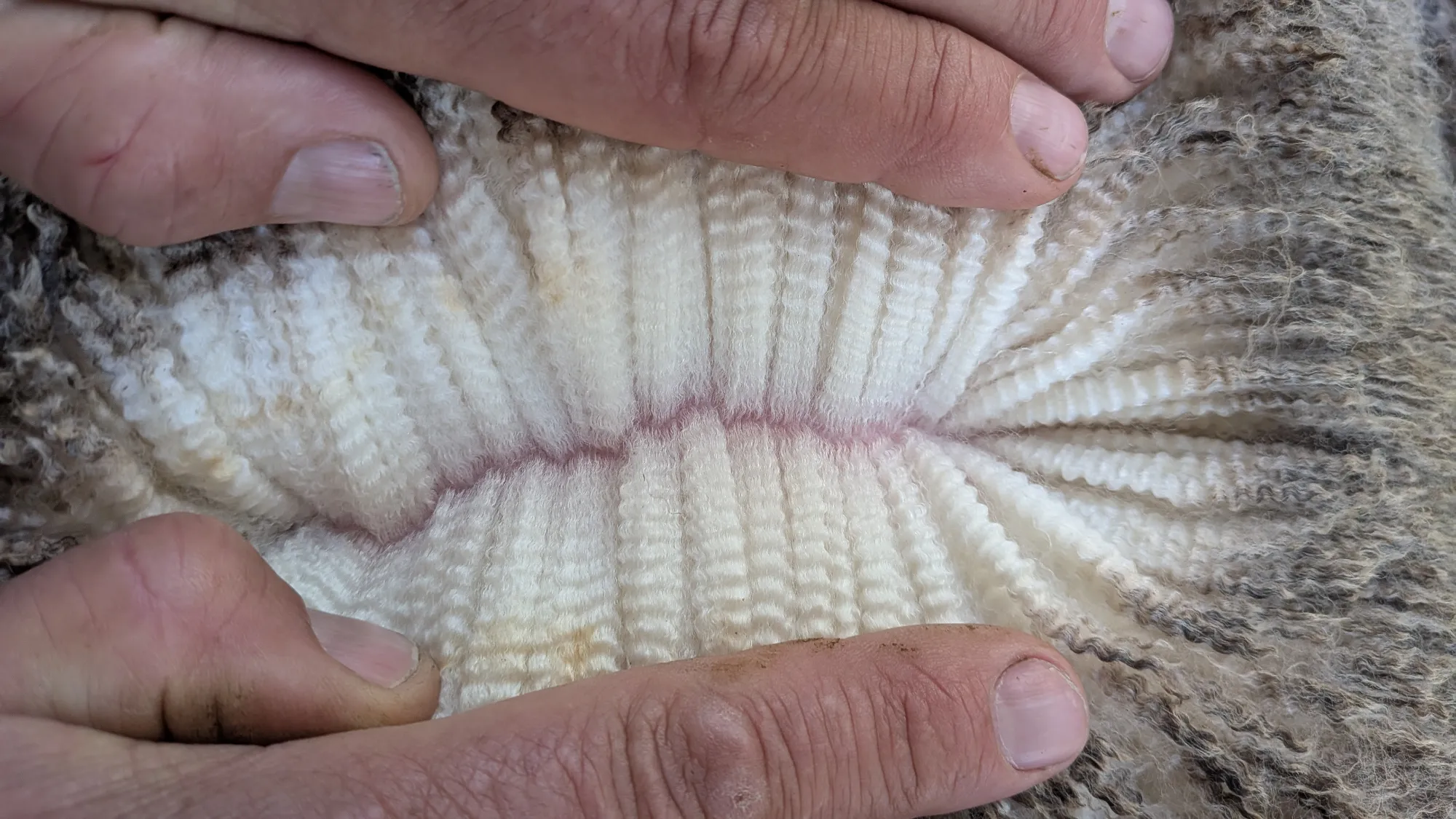 Mumblebone Lot 265, 2026 Ram Sale Merino ram