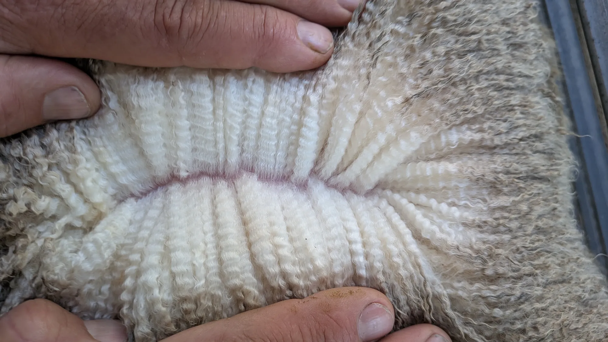 Mumblebone Lot 160, 2026 Ram Sale Merino ram