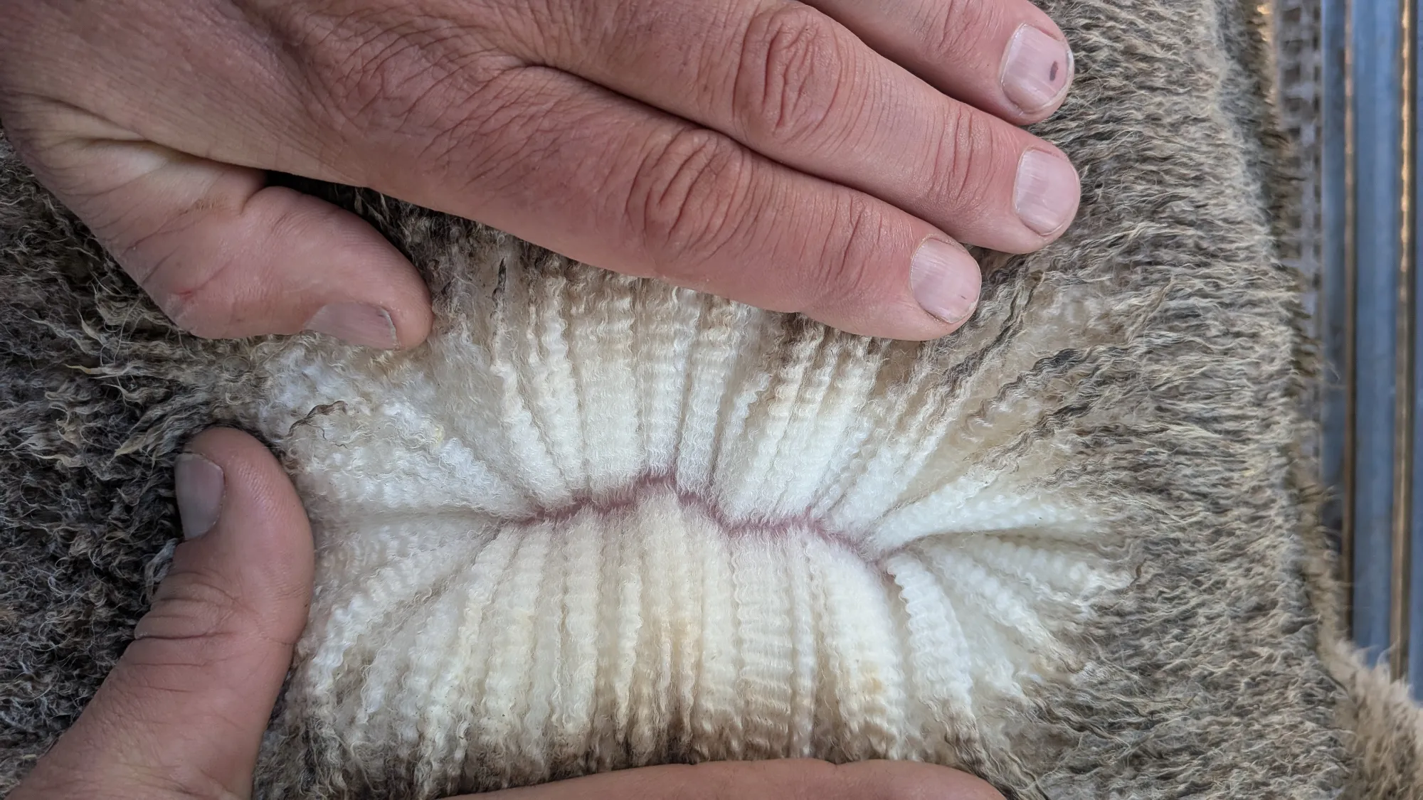 Mumblebone Lot 134, 2026 Ram Sale Merino ram