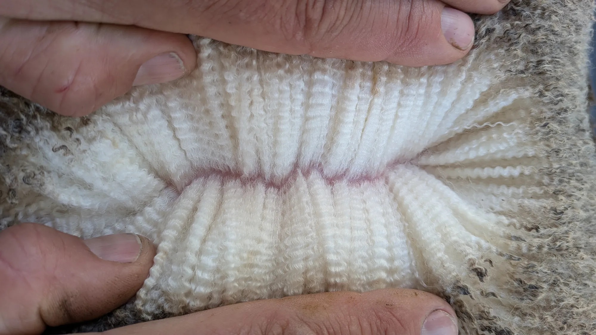 Mumblebone Lot 236, 2026 Ram Sale Merino ram