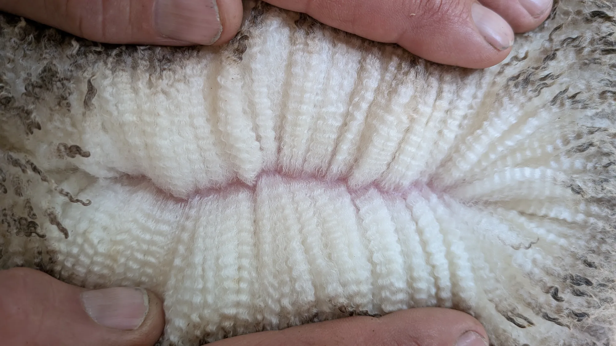 Mumblebone Lot 64, 2026 Ram Sale Merino ram