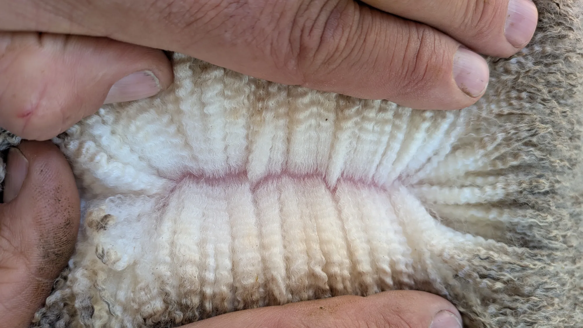 Mumblebone Lot 327, 2026 Ram Sale Merino ram