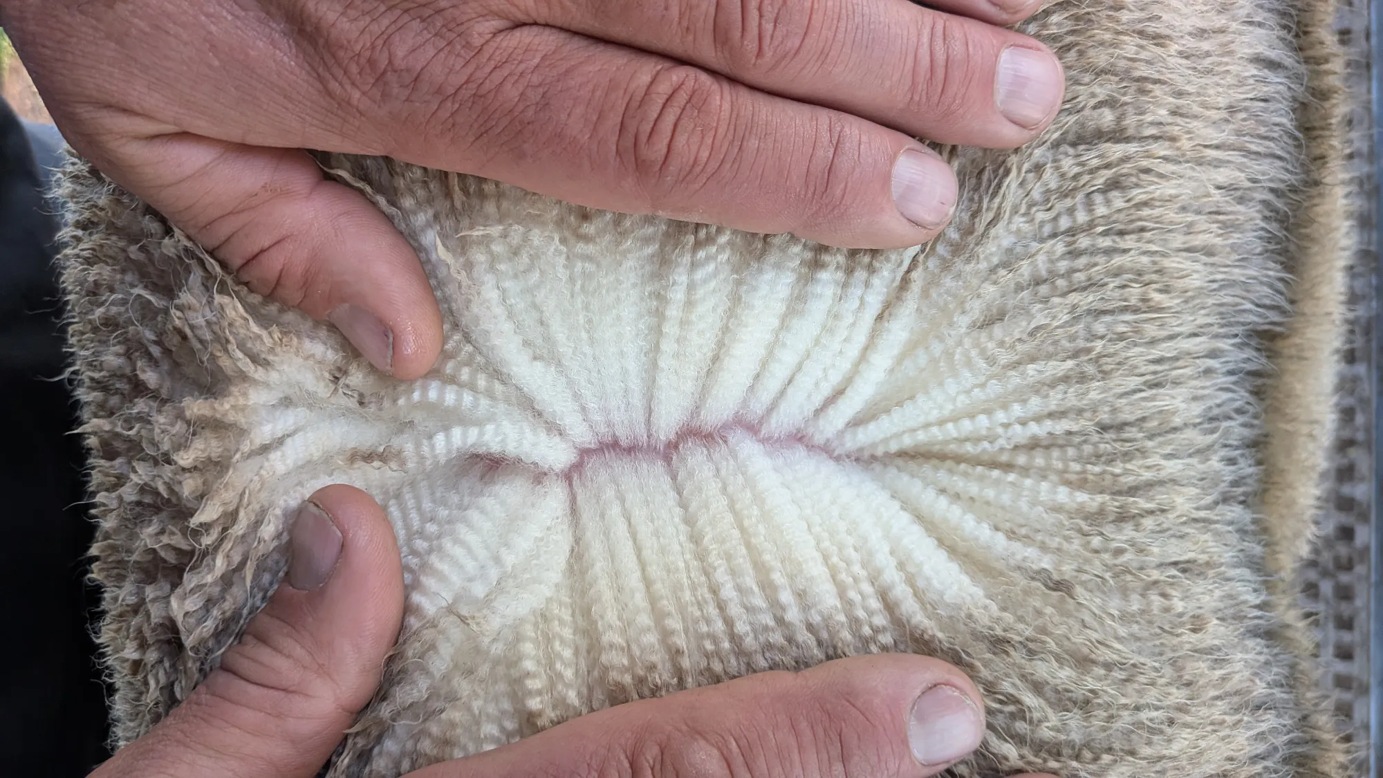 Mumblebone Lot 162, 2026 Ram Sale Merino ram
