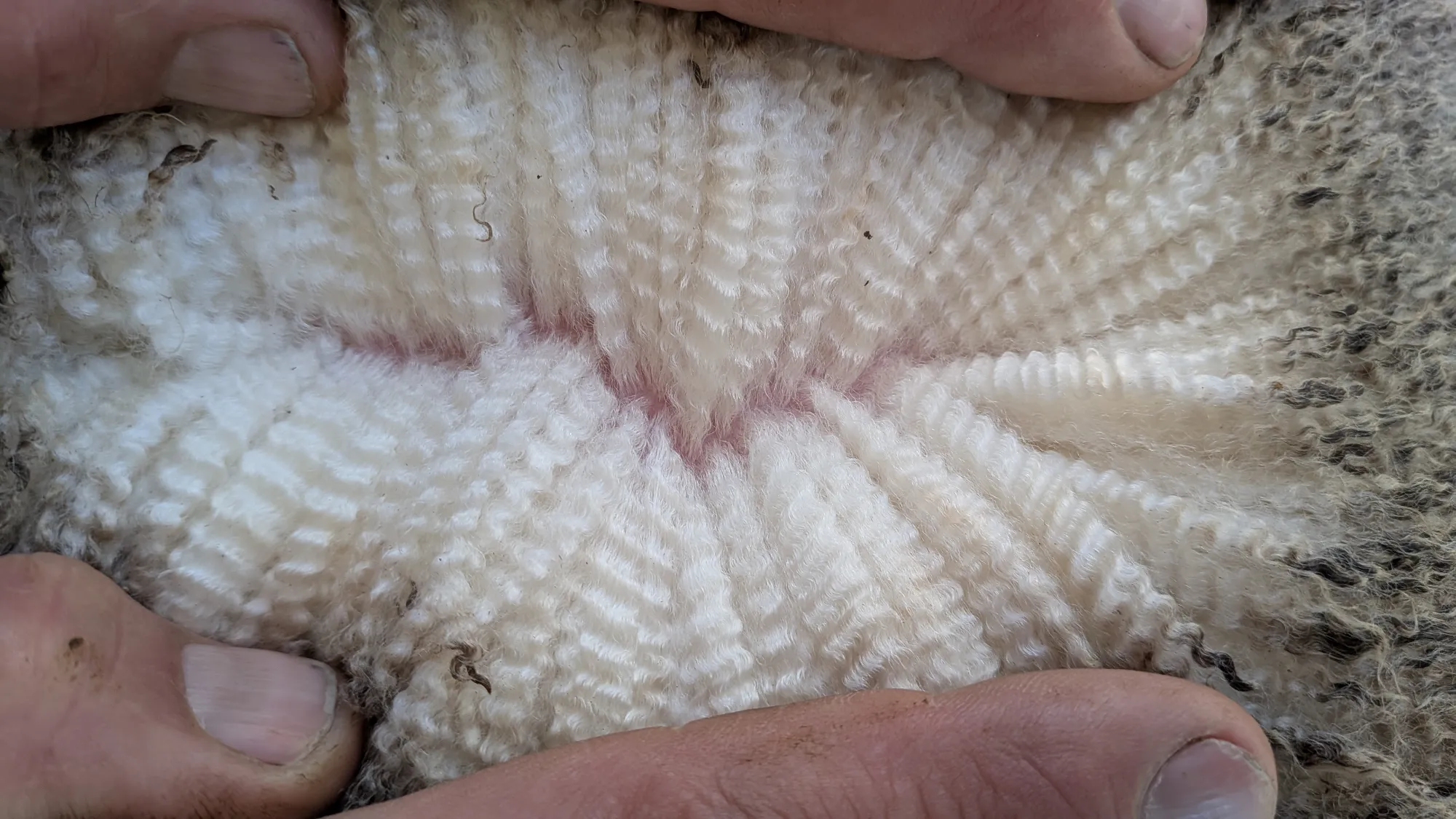 Mumblebone Lot 65, 2026 Ram Sale Merino ram