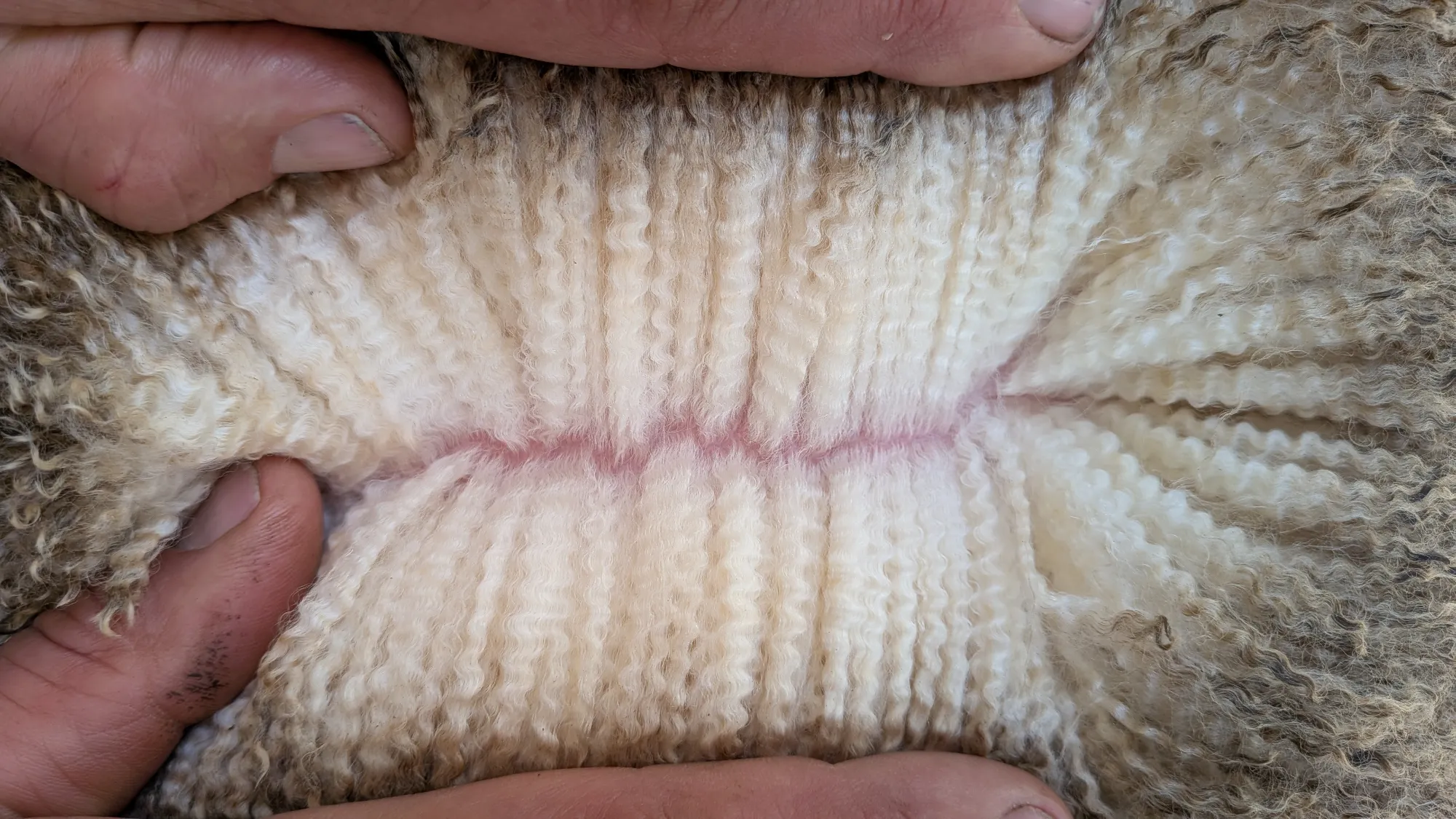 Mumblebone Lot 88, 2026 Ram Sale Merino ram