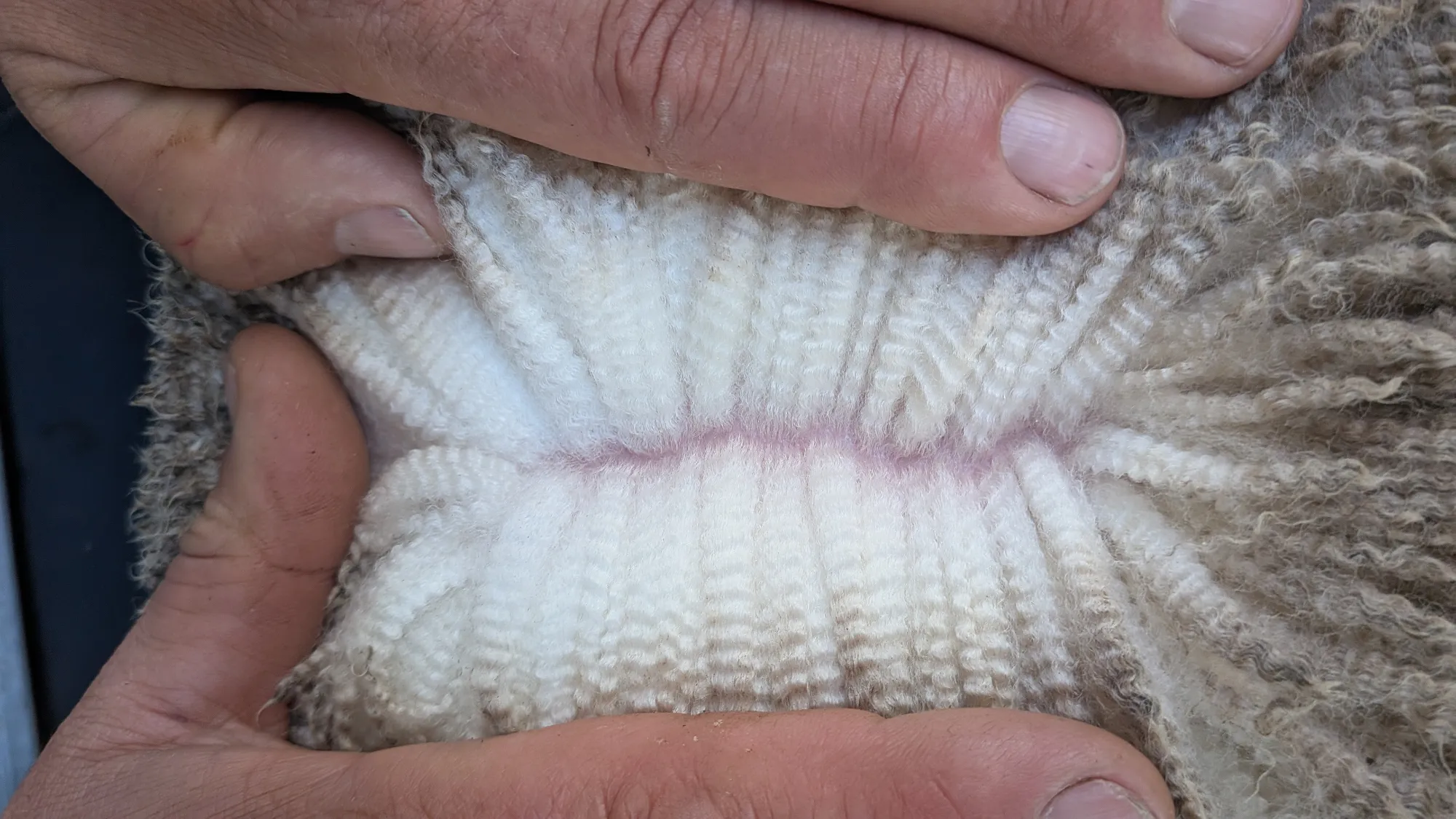 Mumblebone Lot 132, 2026 Ram Sale Merino ram
