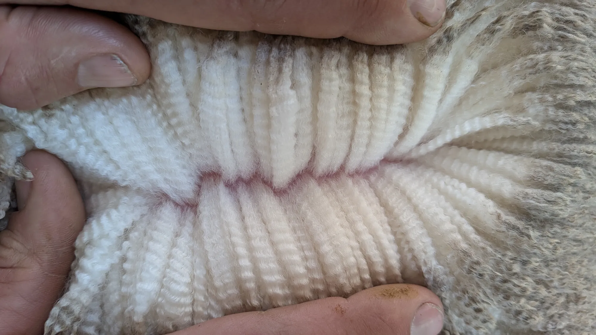 Mumblebone Lot 149, 2026 Ram Sale Merino ram