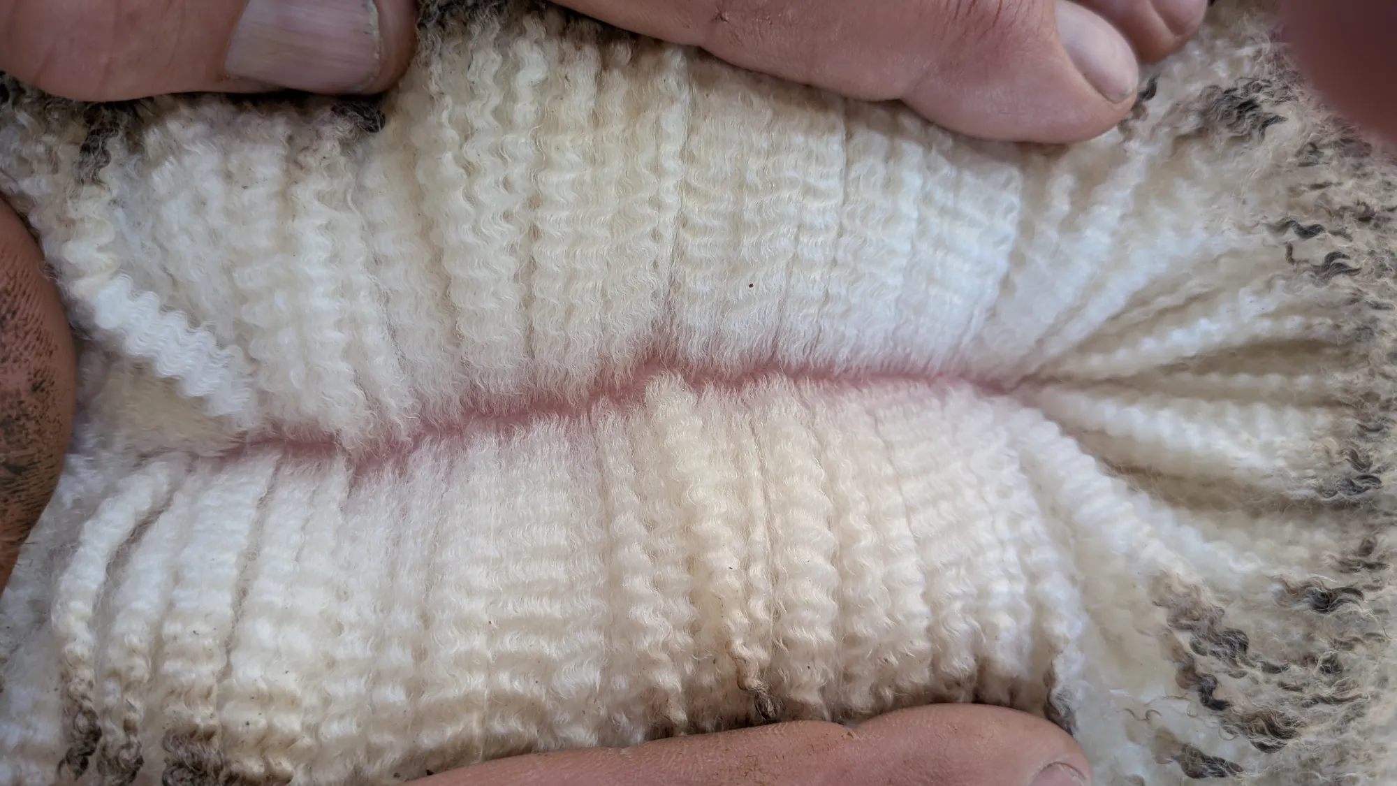 Mumblebone Lot 58, 2026 Ram Sale Merino ram