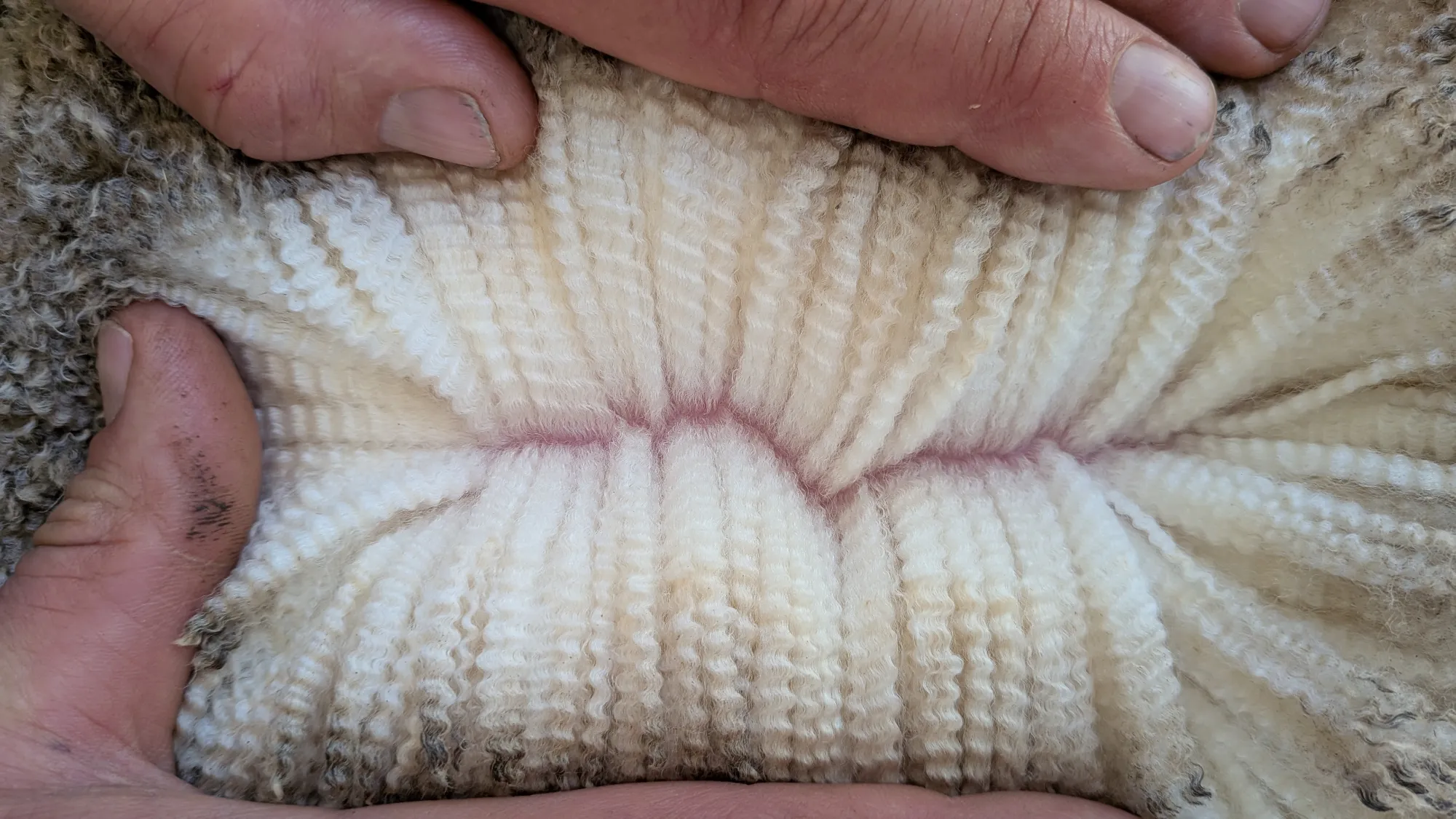 Mumblebone Lot 23, 2026 Ram Sale Merino ram