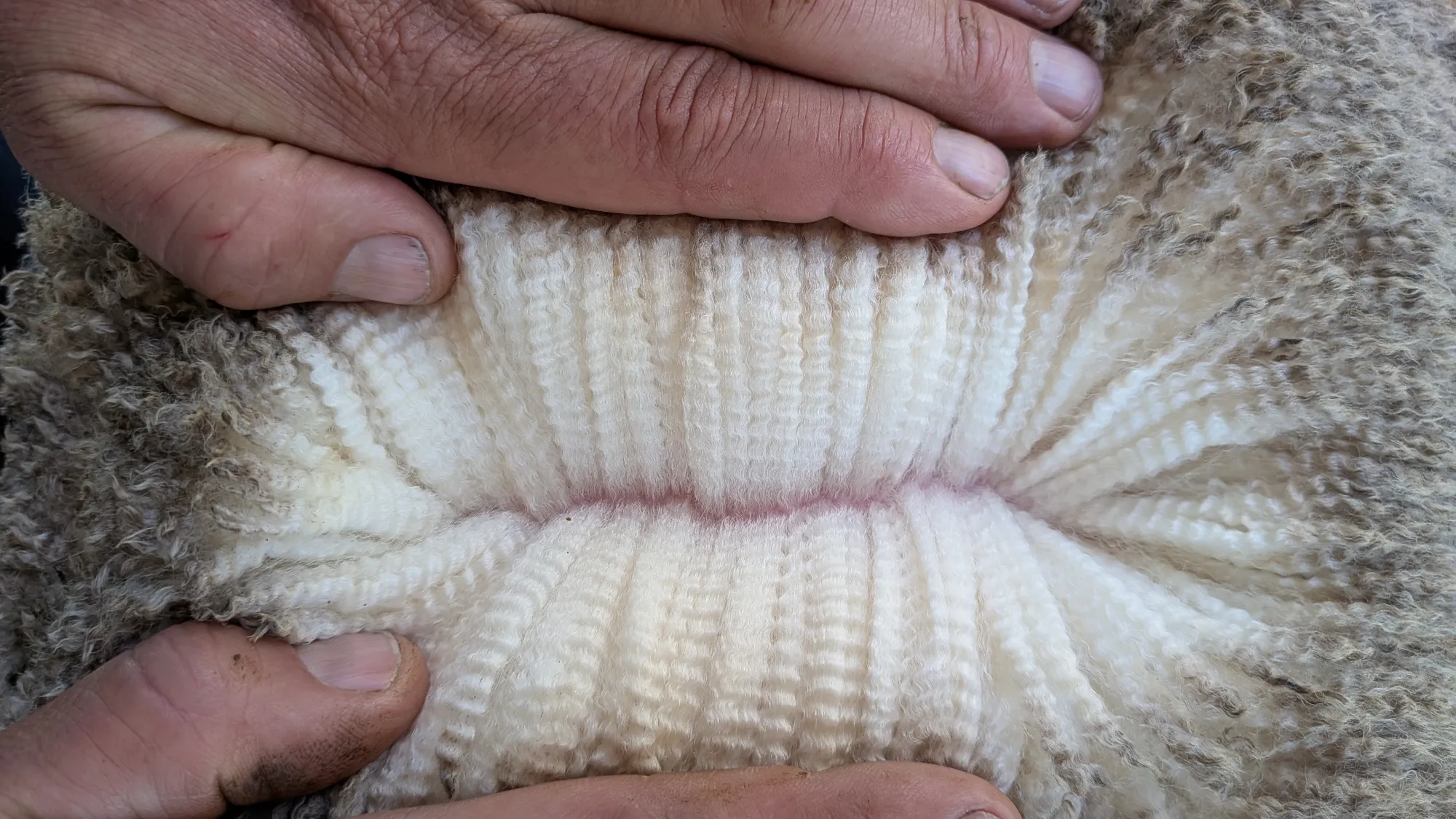 Mumblebone Lot 321, 2026 Ram Sale Merino ram