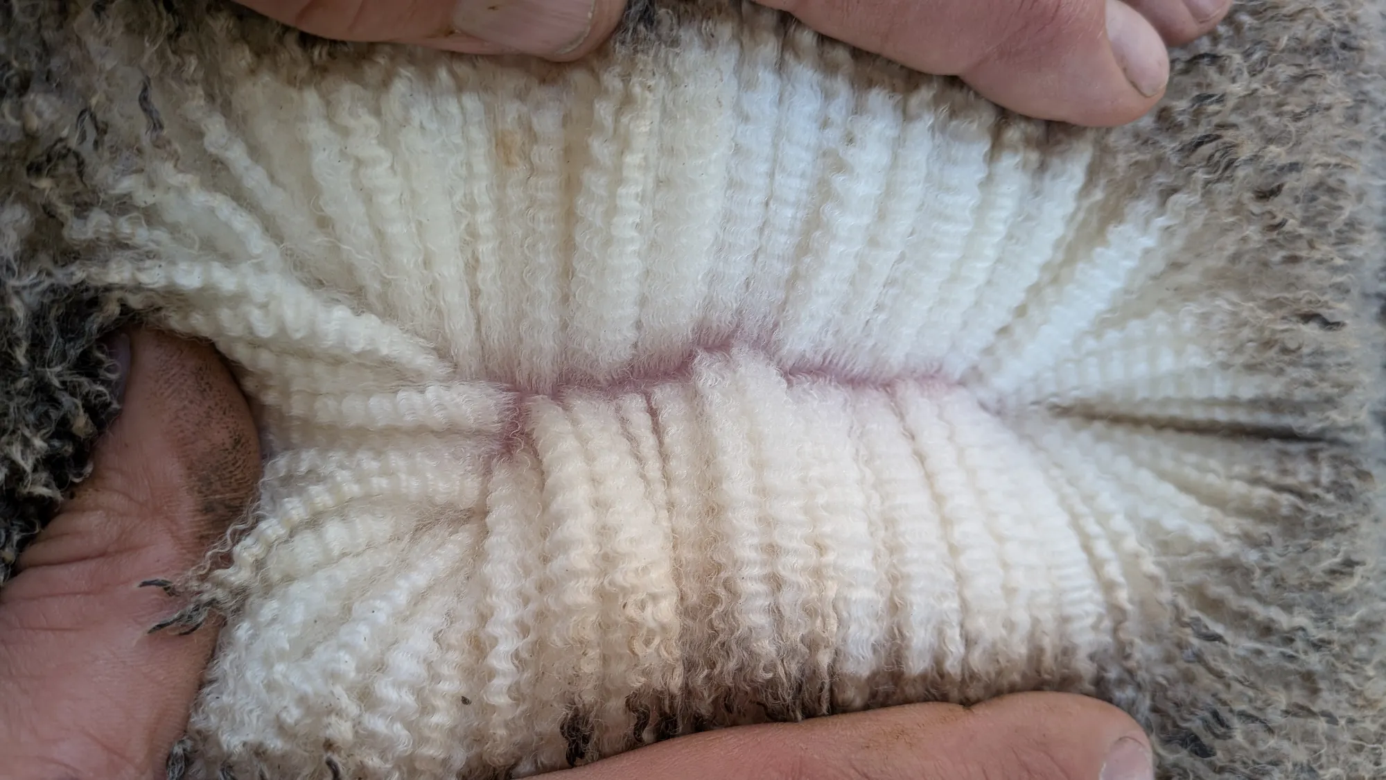 Mumblebone Lot 253, 2026 Ram Sale Merino ram