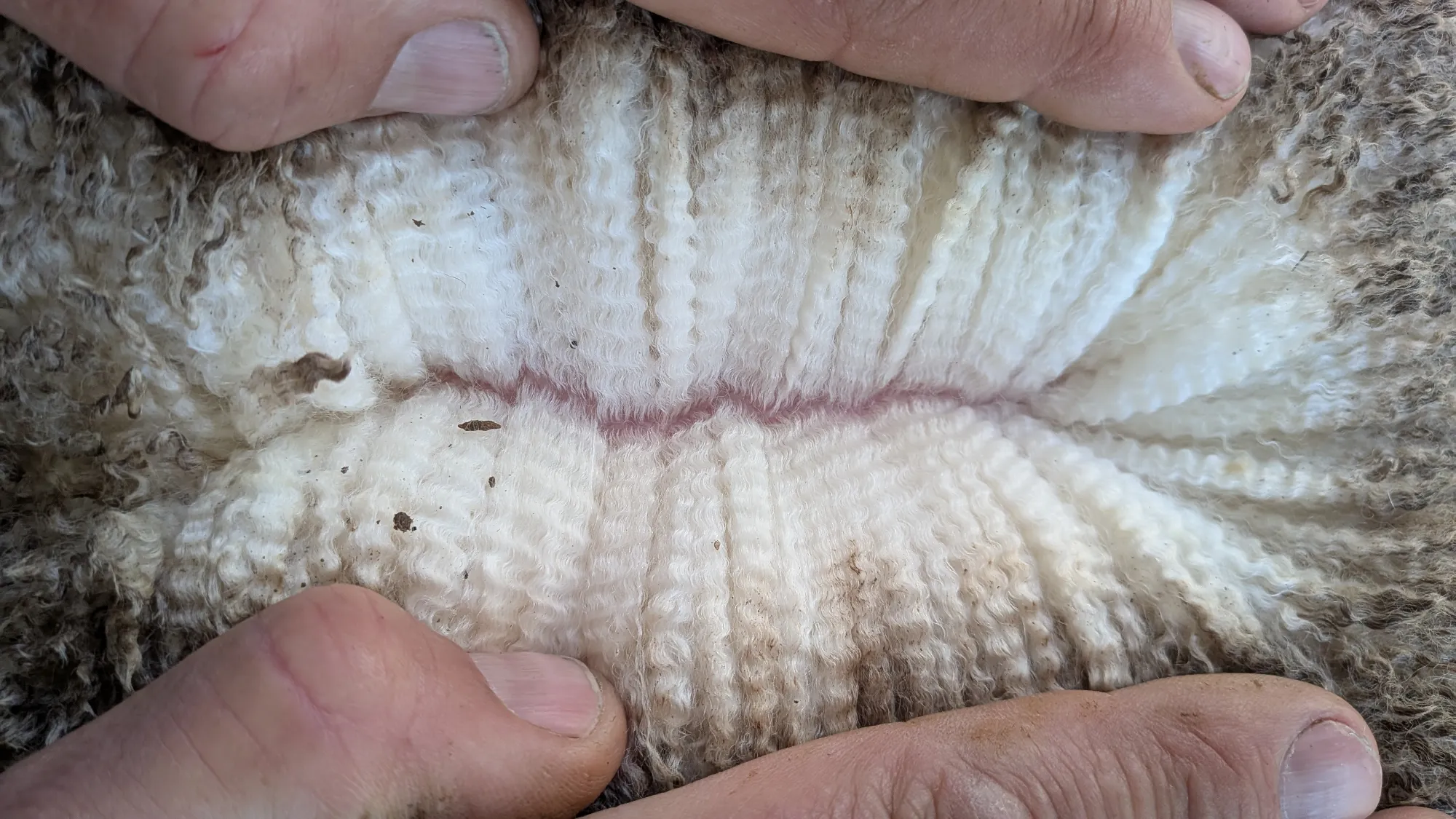 Mumblebone Lot 338, 2026 Ram Sale Merino ram