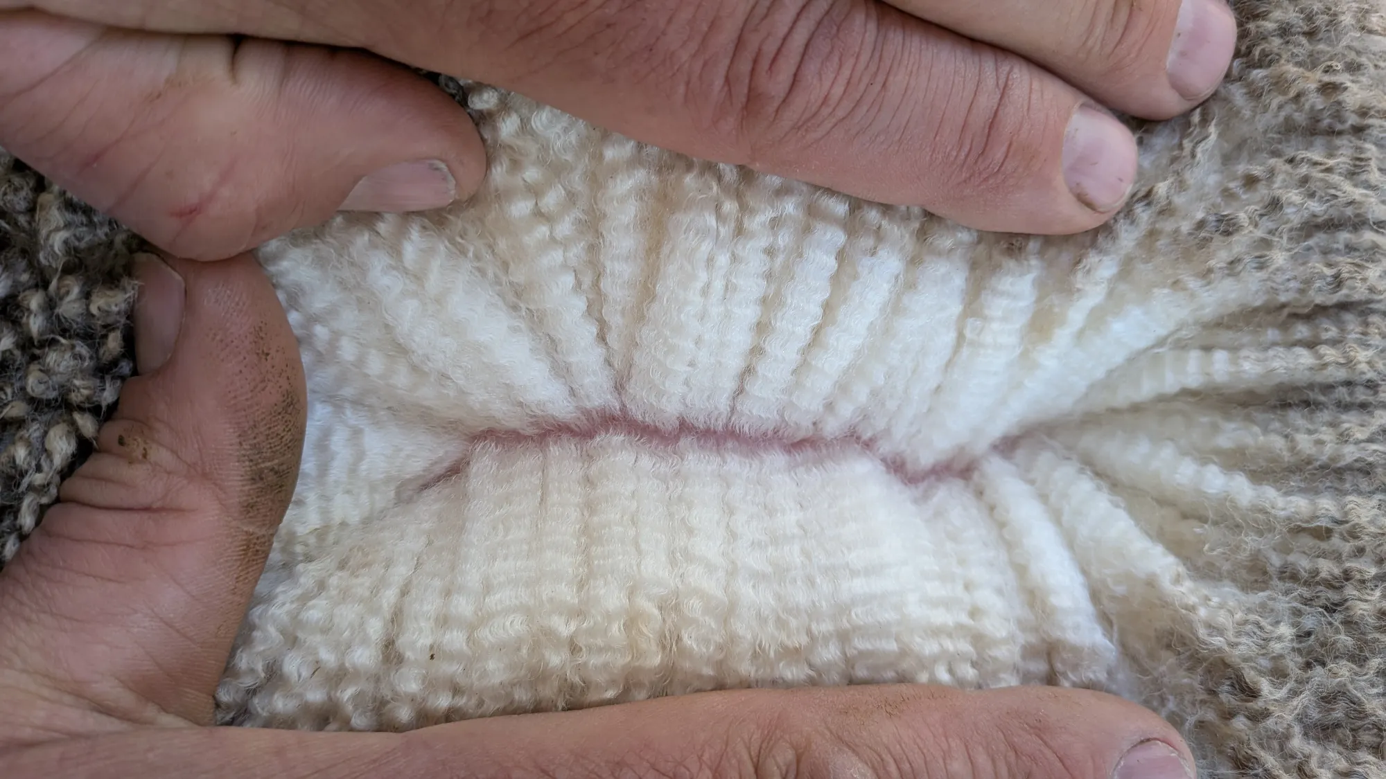 Mumblebone Lot 221, 2026 Ram Sale Merino ram
