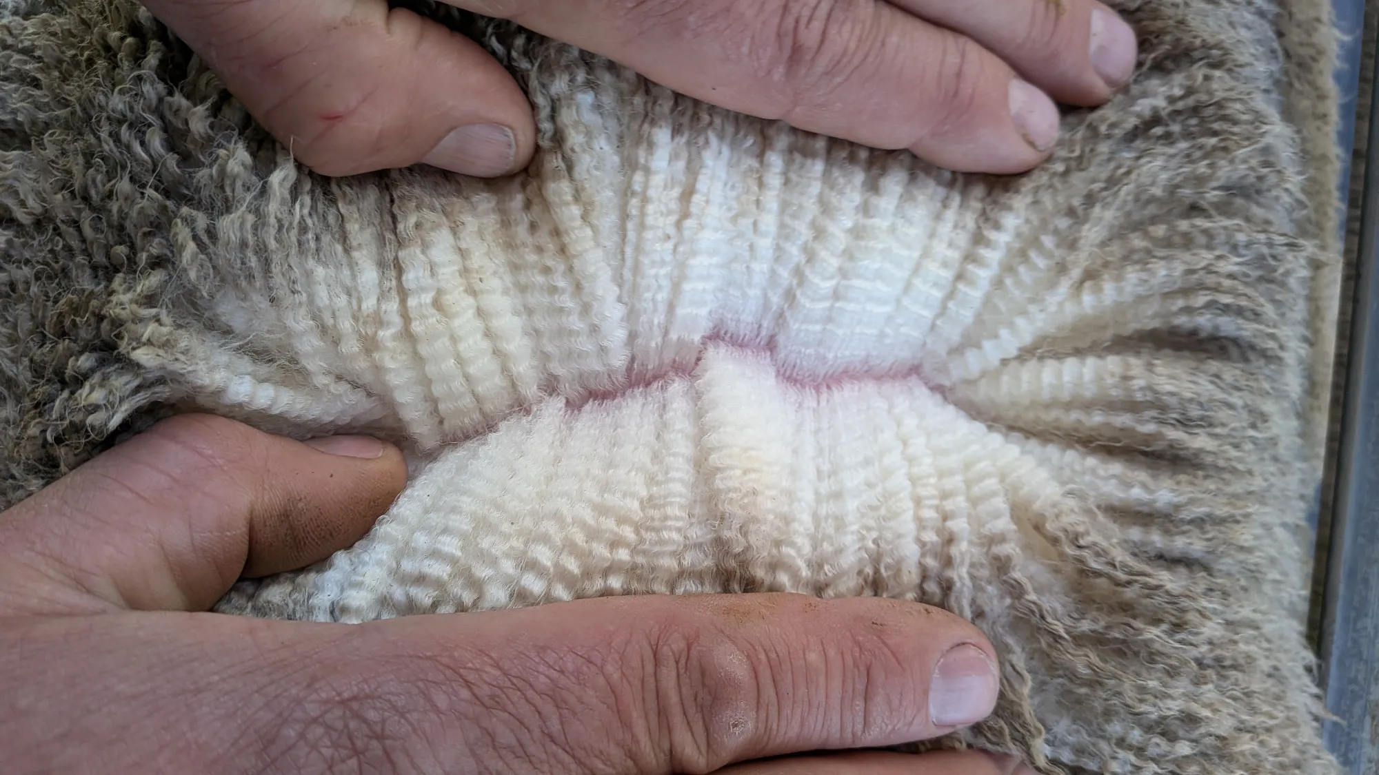 Mumblebone Lot 222, 2026 Ram Sale Merino ram