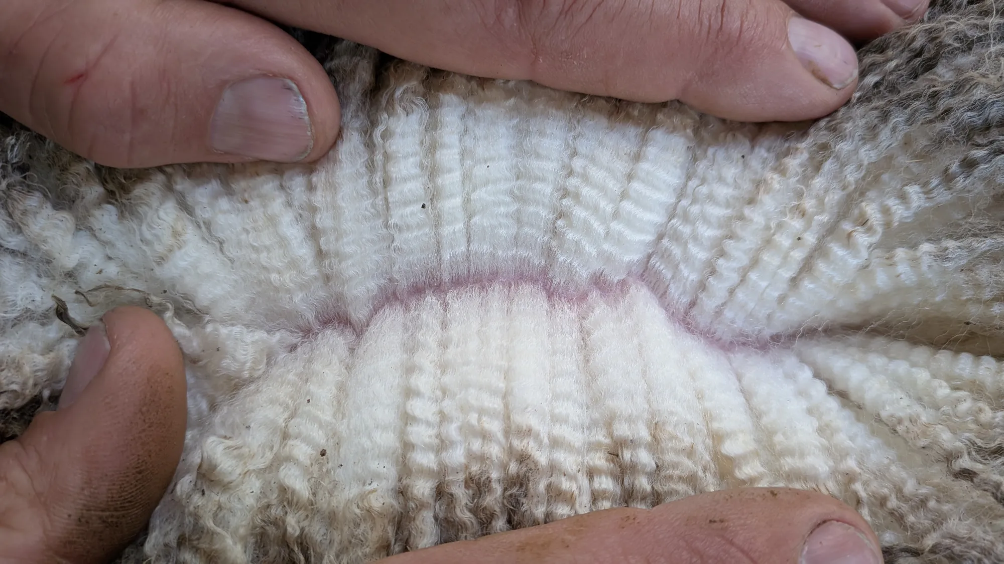 Mumblebone Lot 328, 2026 Ram Sale Merino ram