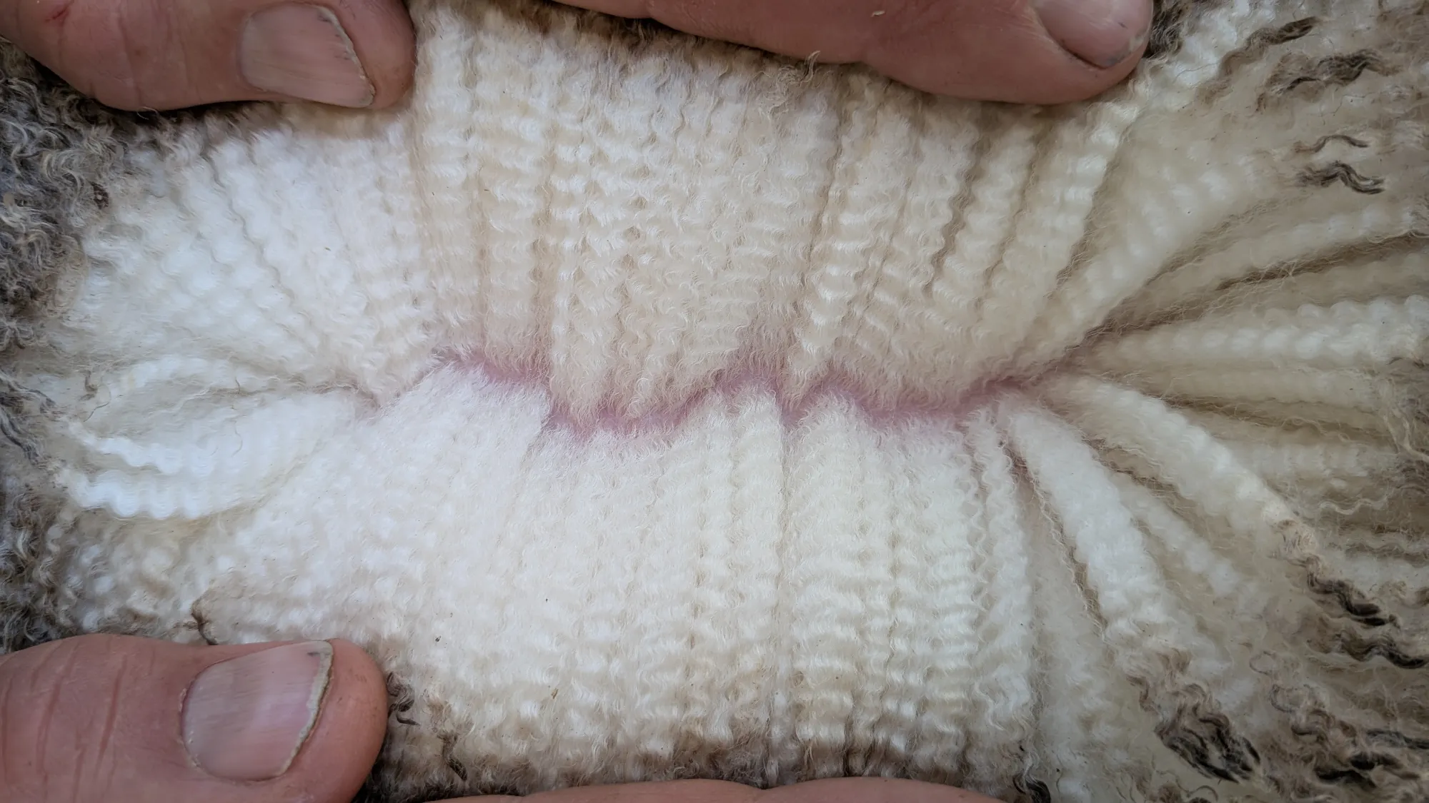 Mumblebone Lot 10, 2026 Ram Sale Merino ram