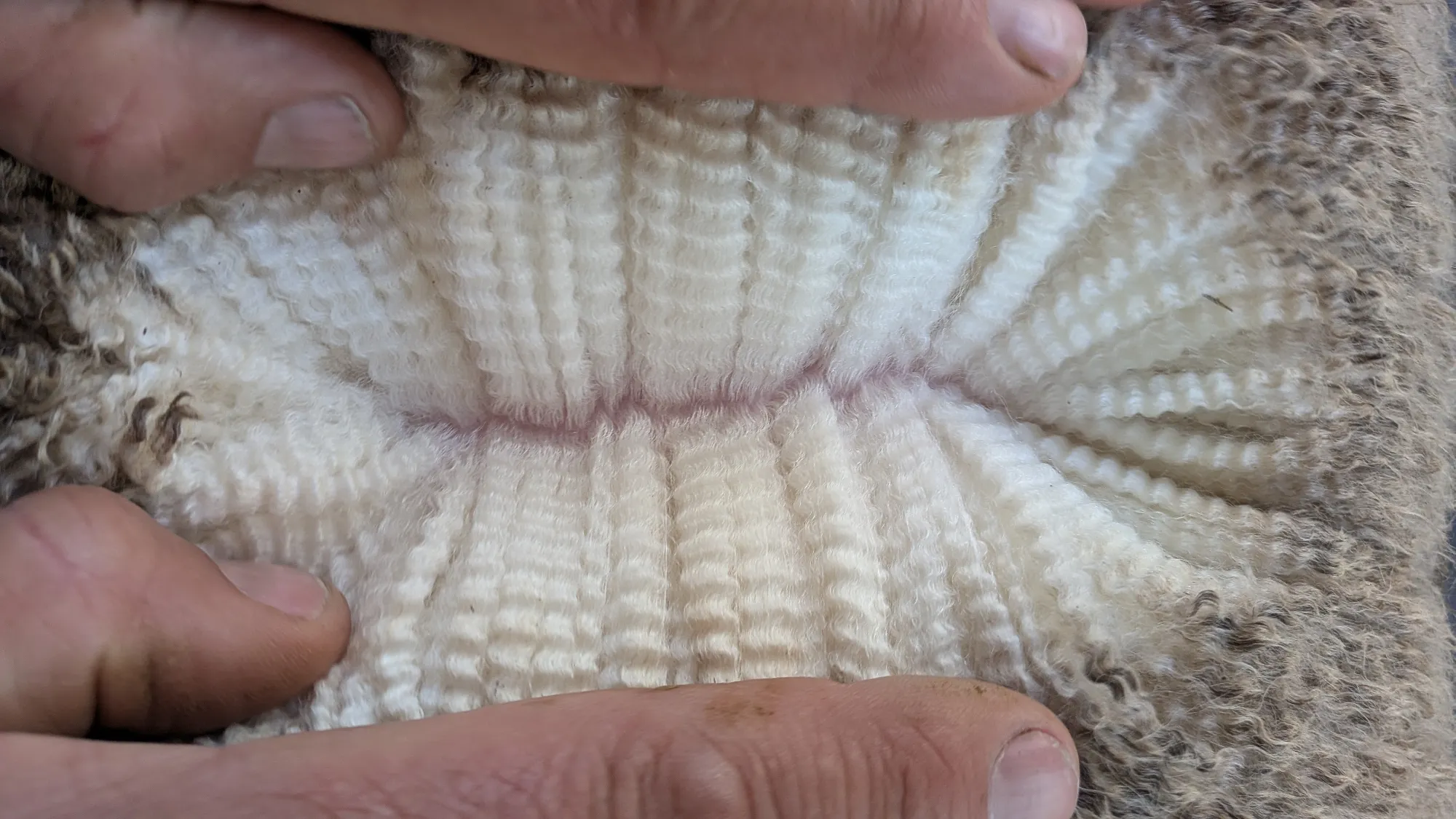 Mumblebone Lot 284, 2026 Ram Sale Merino ram
