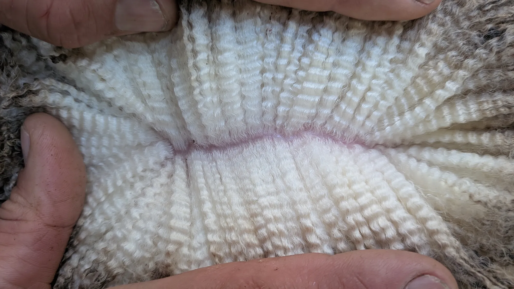 Mumblebone Lot 113, 2026 Ram Sale Merino ram