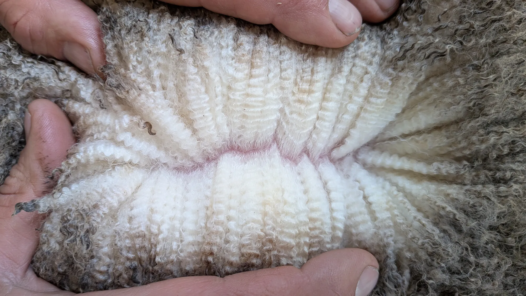 Mumblebone Lot 90, 2026 Ram Sale Merino ram