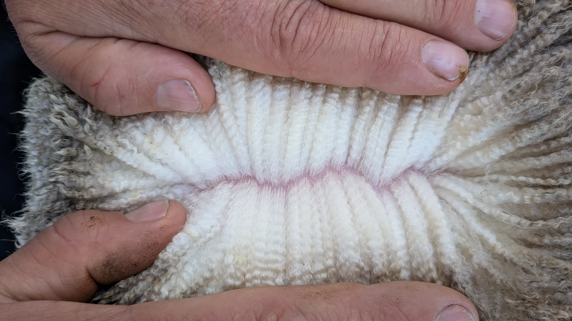 Mumblebone Lot 179, 2026 Ram Sale Merino ram