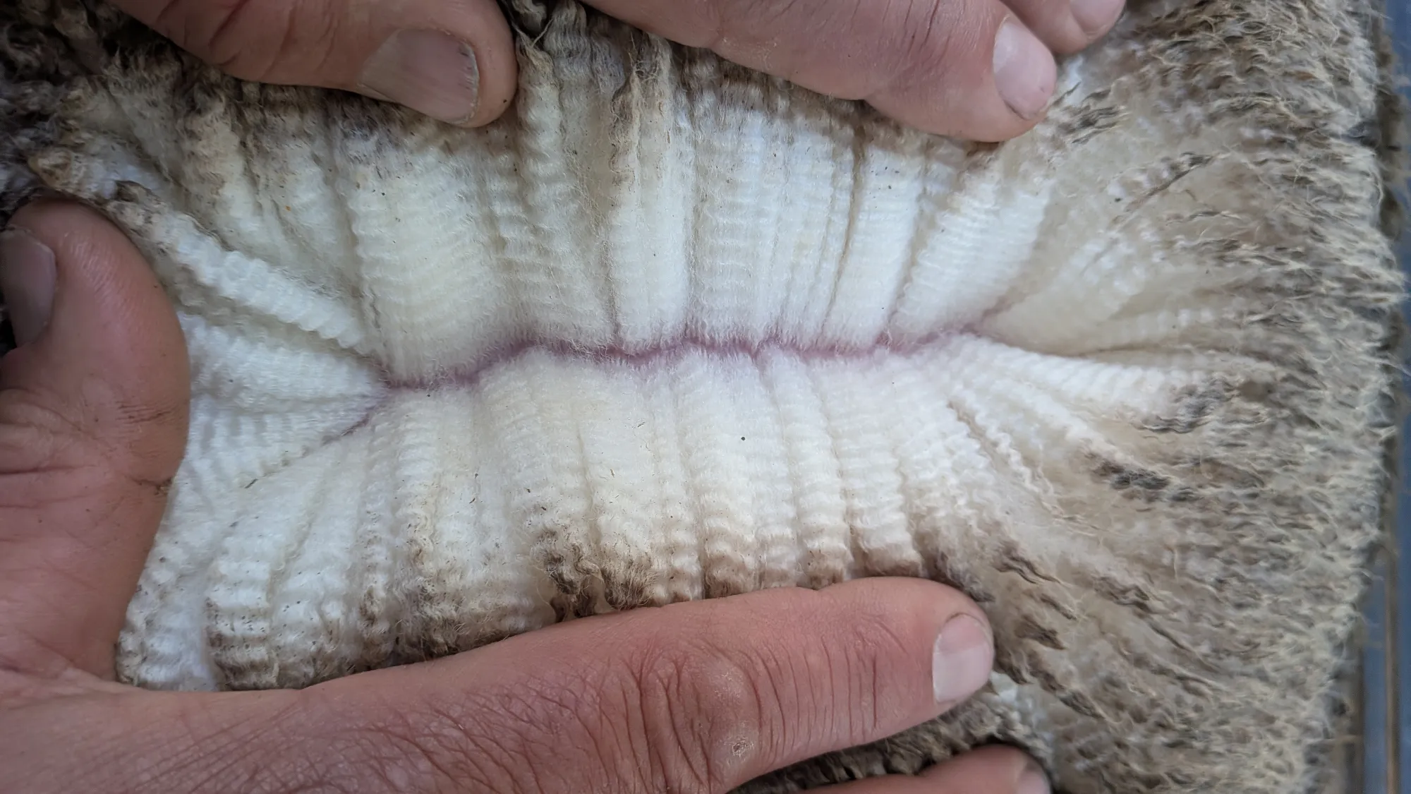Mumblebone Lot 114, 2026 Ram Sale Merino ram